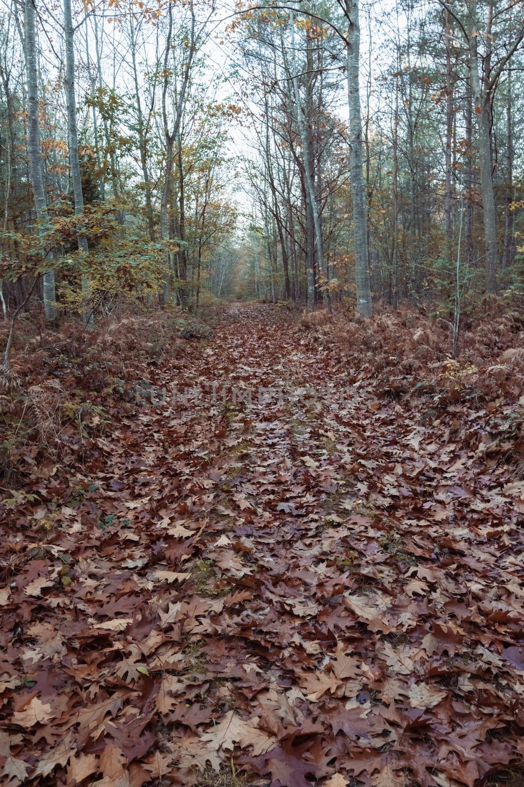 autumn forest landscape close-up on the grass yellow leaves on the ground there are places for the inscription by PopOff