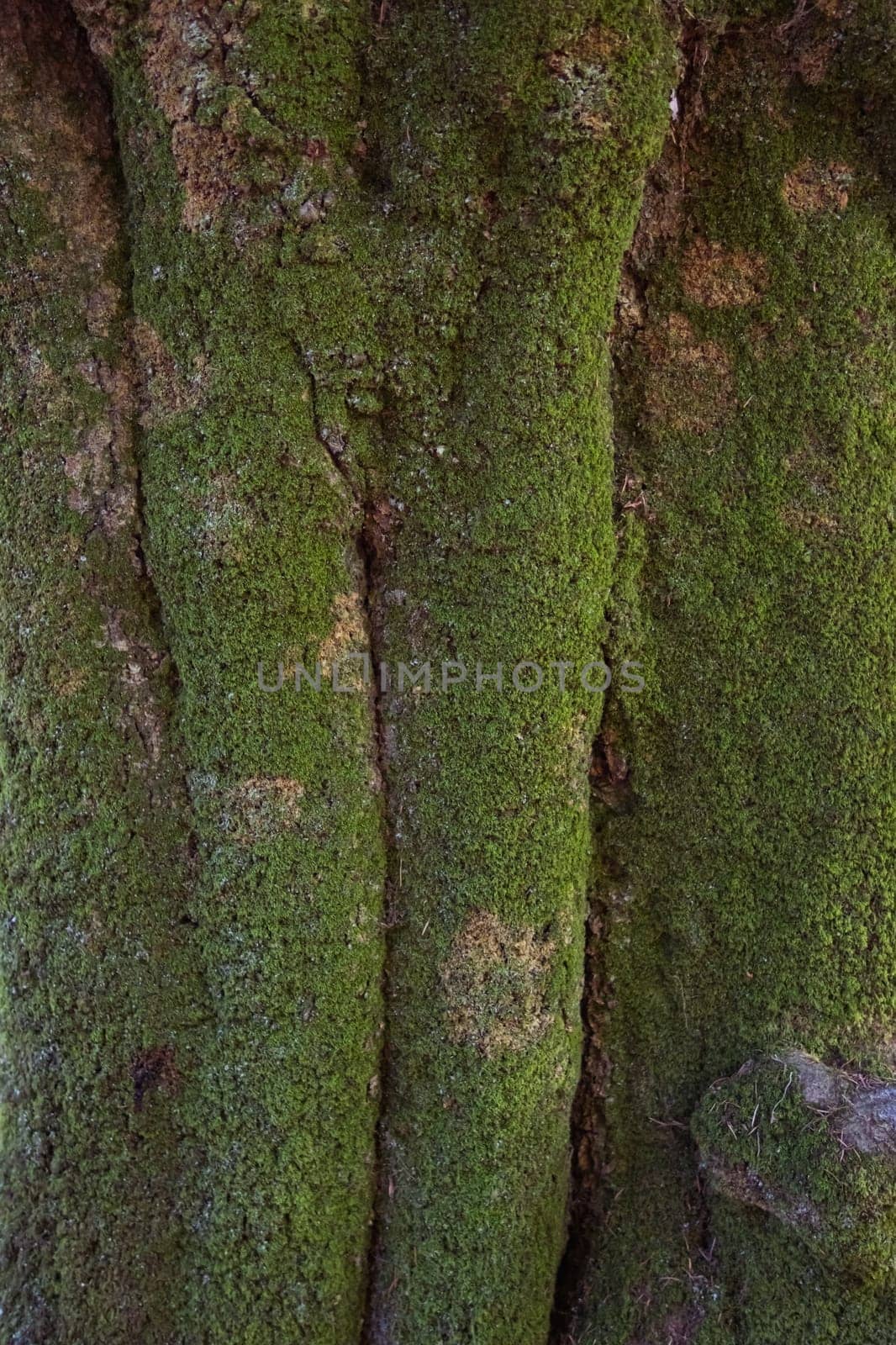 close-up tree pillar in green moss horizontal photo big tree close-up spring landscape there is a place for inscriptions. High quality photo