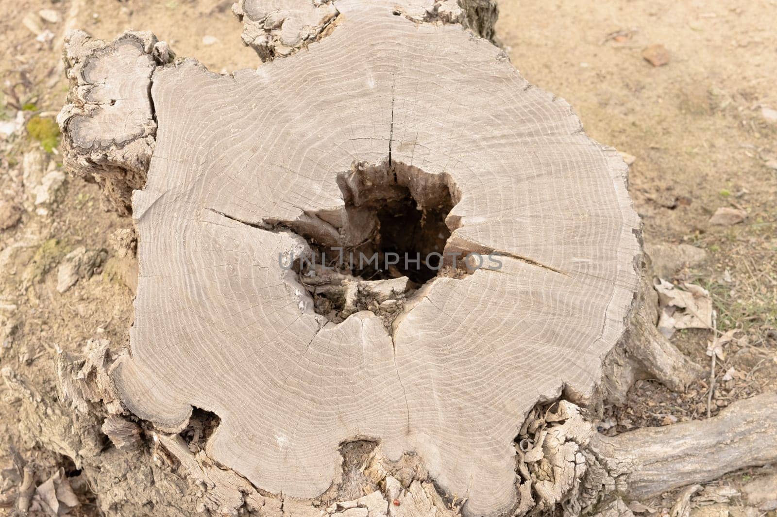 Tree stump in the forest close-up, pattern on a felled stump close up by PopOff