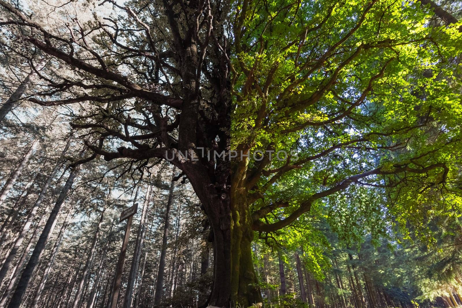 a large tree on one side with green leaves on the other branch without leaves landscape of springs there is a place for an inscription. High quality photo