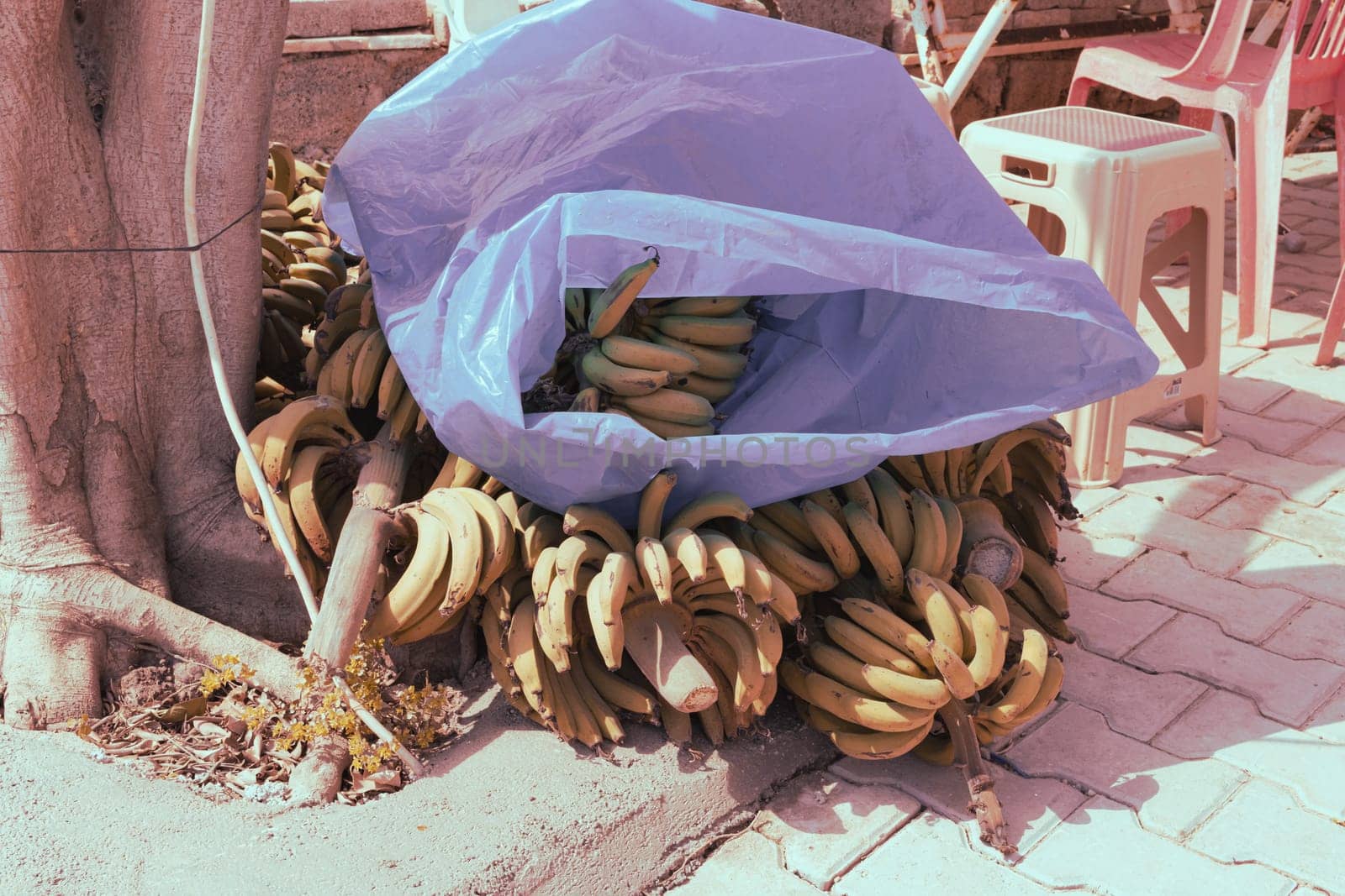 a lot of ripe bananas lie on the floor, plucked for sale for people by PopOff