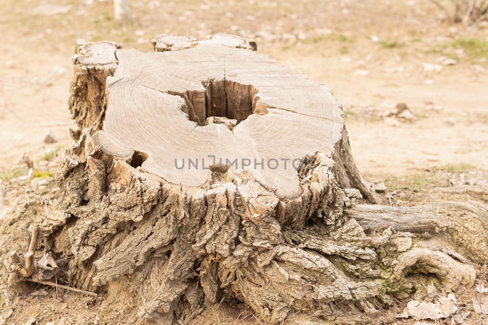 Stump of an old tree in the forest close up. High quality photo