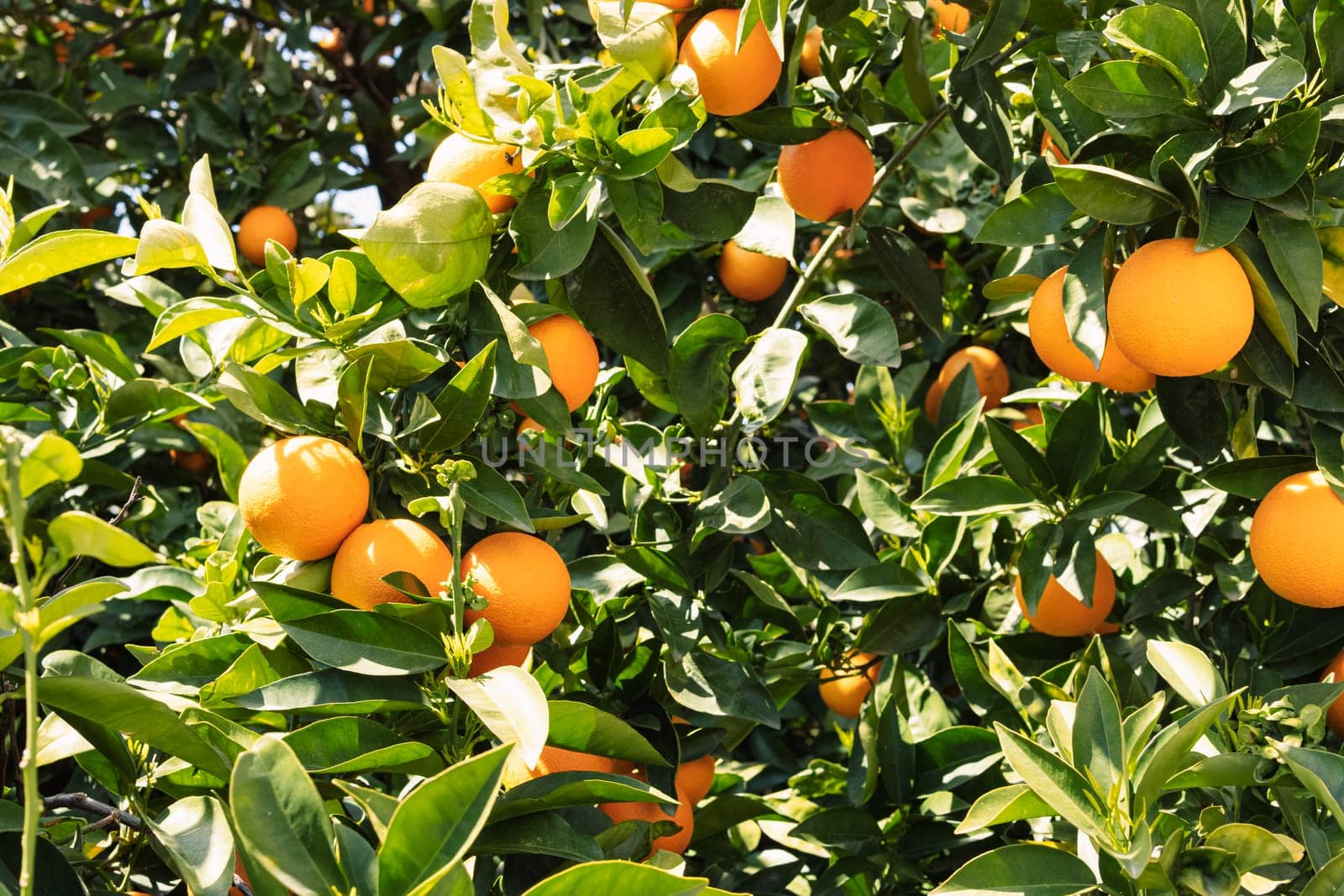 Orange tree with fruits.Many ripe beautiful oranges on a branch with green leaves High quality photo