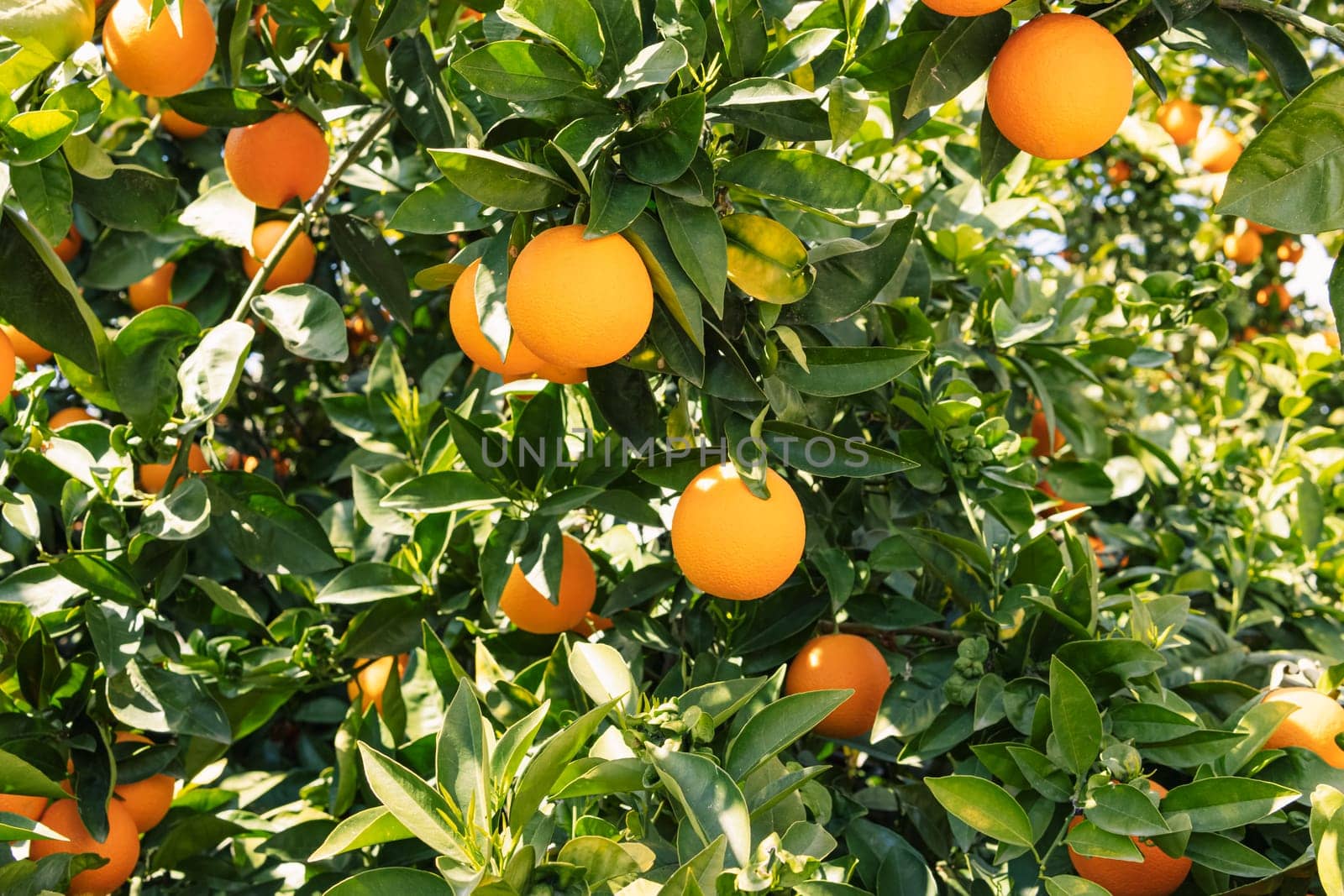 Orange tree with fruits.Many ripe oranges on the branch.close-up by PopOff