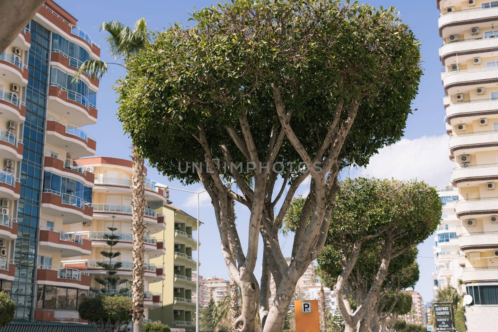 a large green trees on the street near residential buildings in turkey. High quality photo