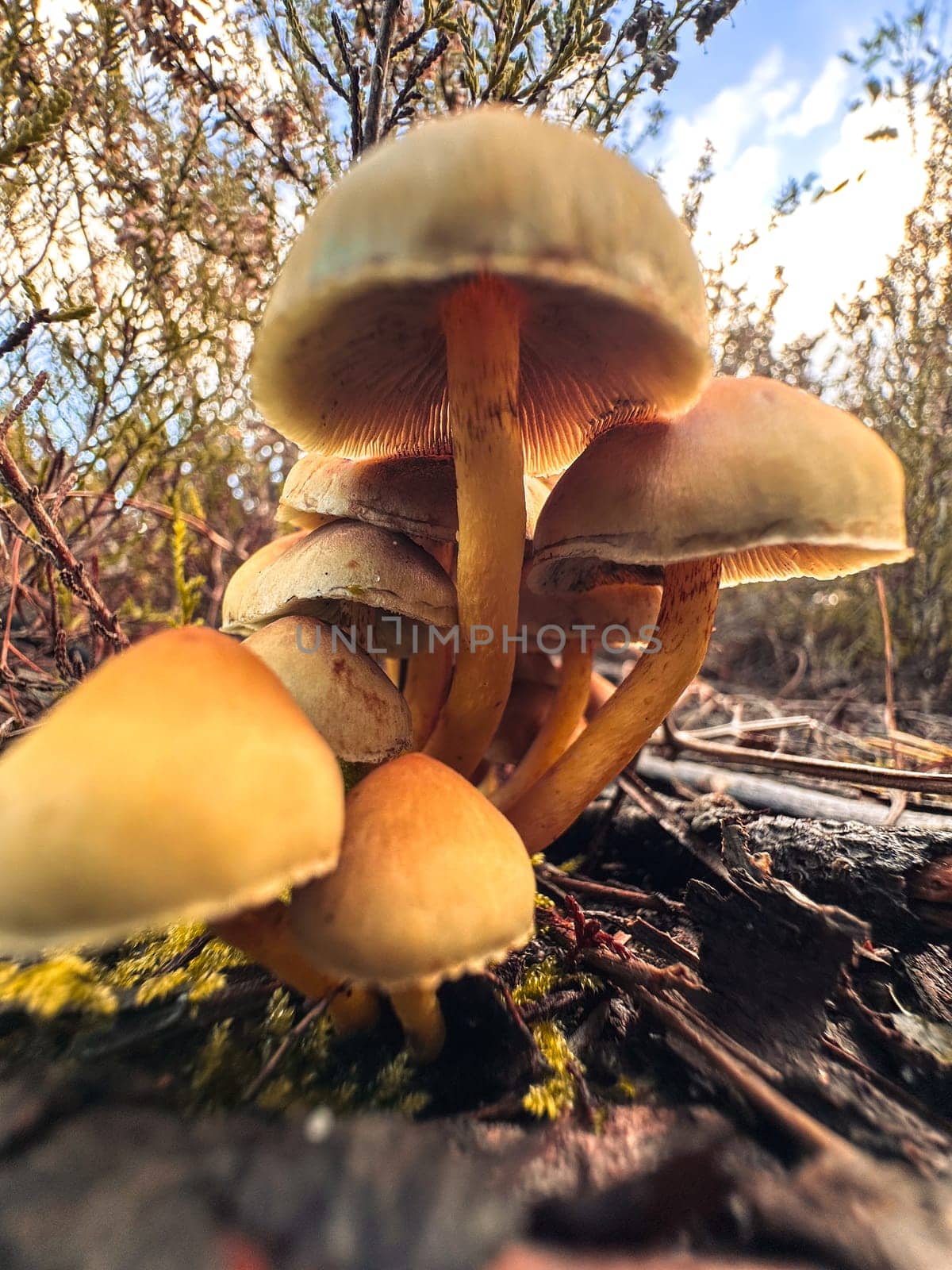 Mushroom in the forest floor by homydesign
