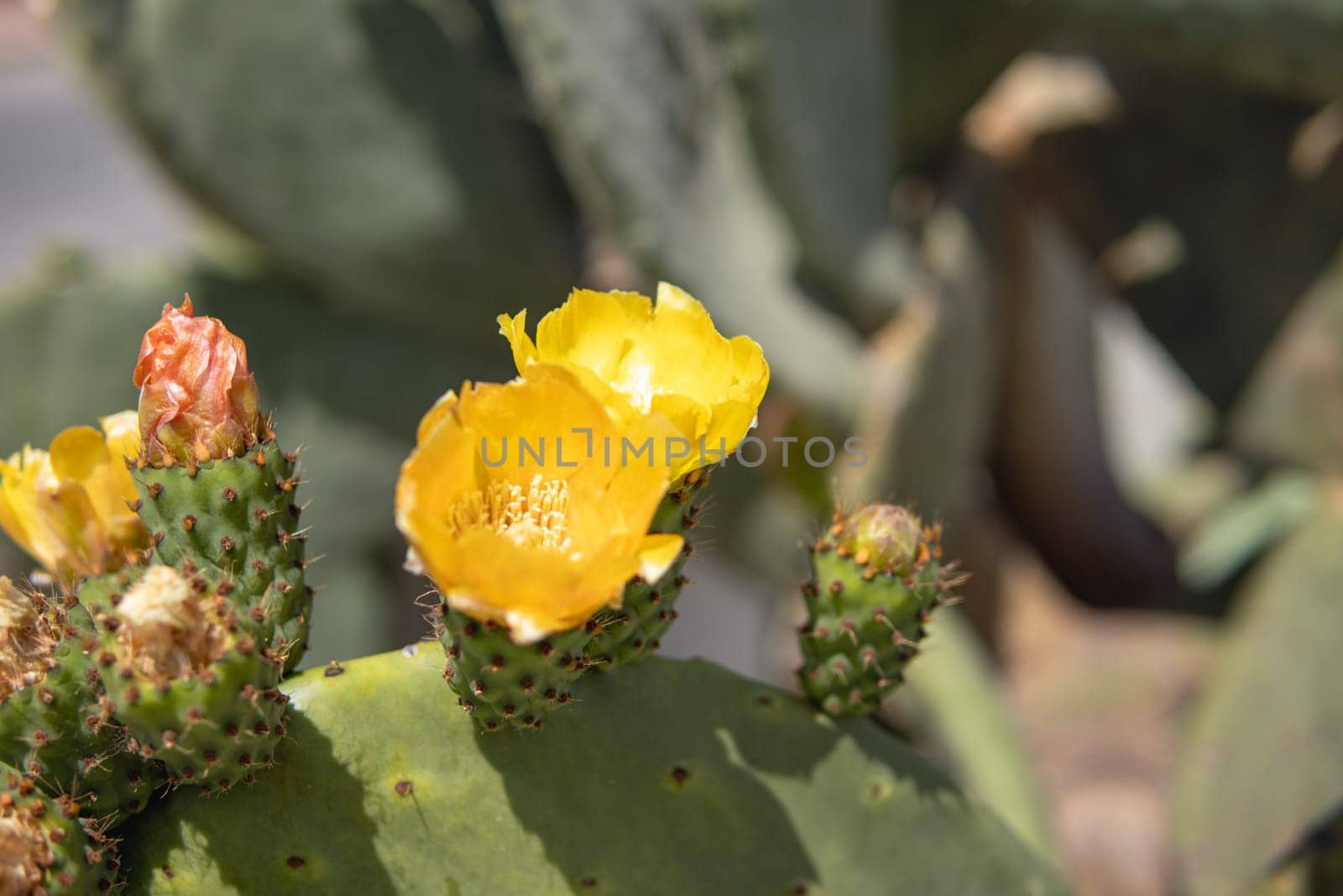 The cactus blooms with beautiful bright yellow flowers that look like a crown. How to grow a trendy collection of cacti in a mini garden. Green natural background. High quality photo