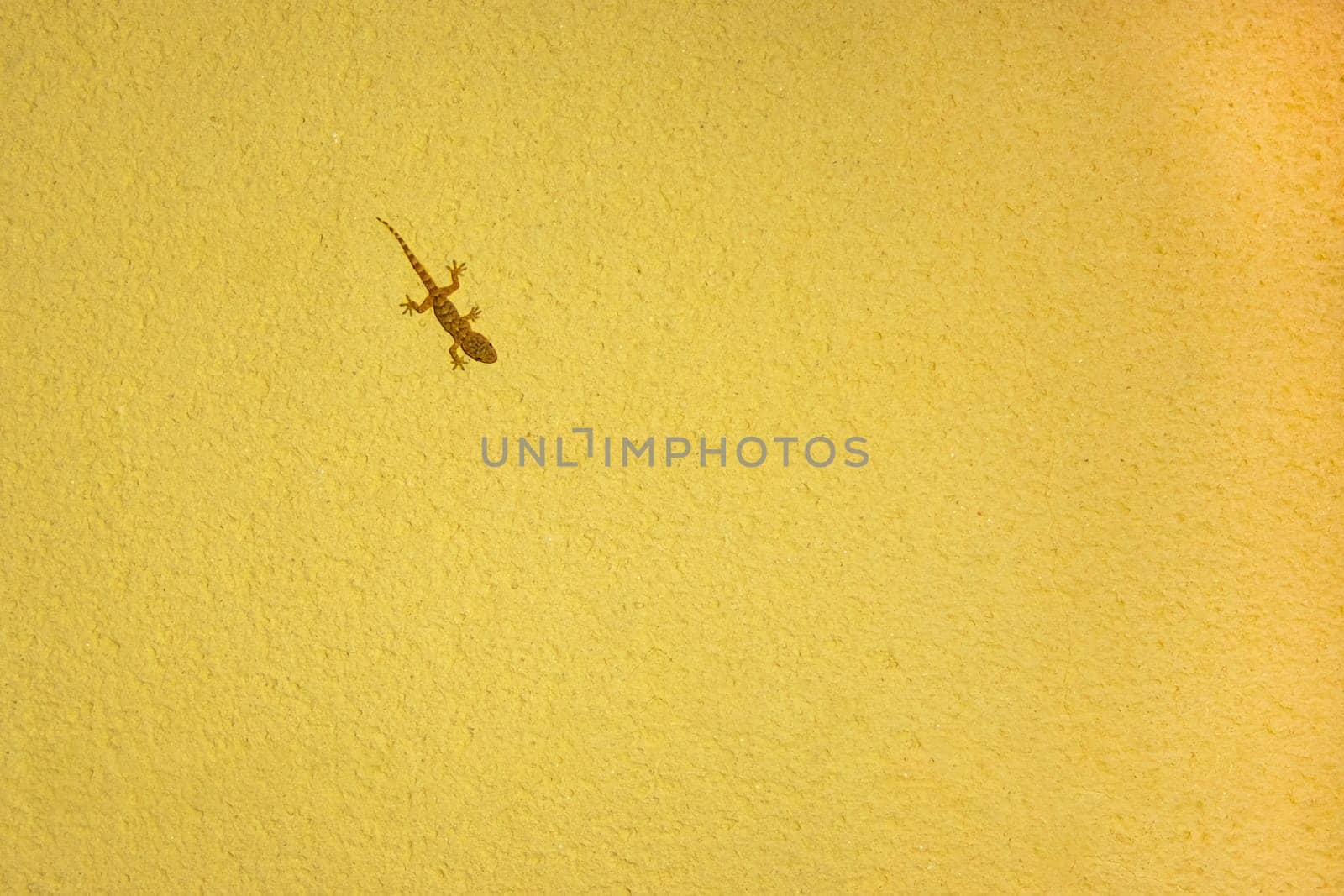 small lizard on a yellow background with a place for an inscription. High quality photo