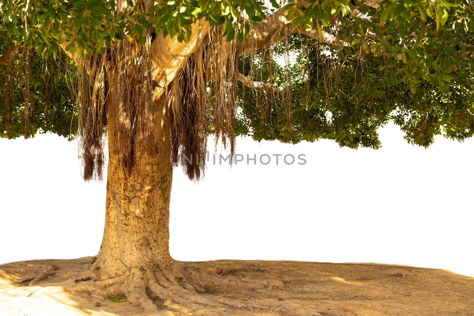 tree isolated on transparent background. High quality photo