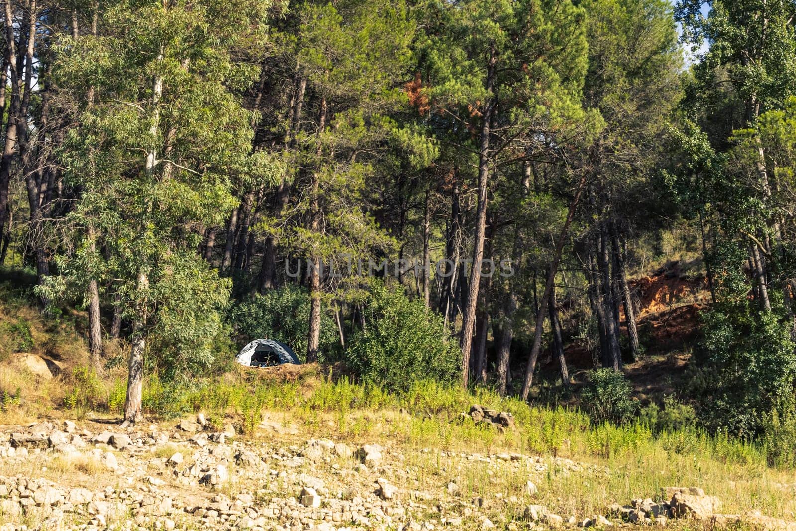 camping in the forest, tent in the forest between the trees, there is a place for an inscription by PopOff