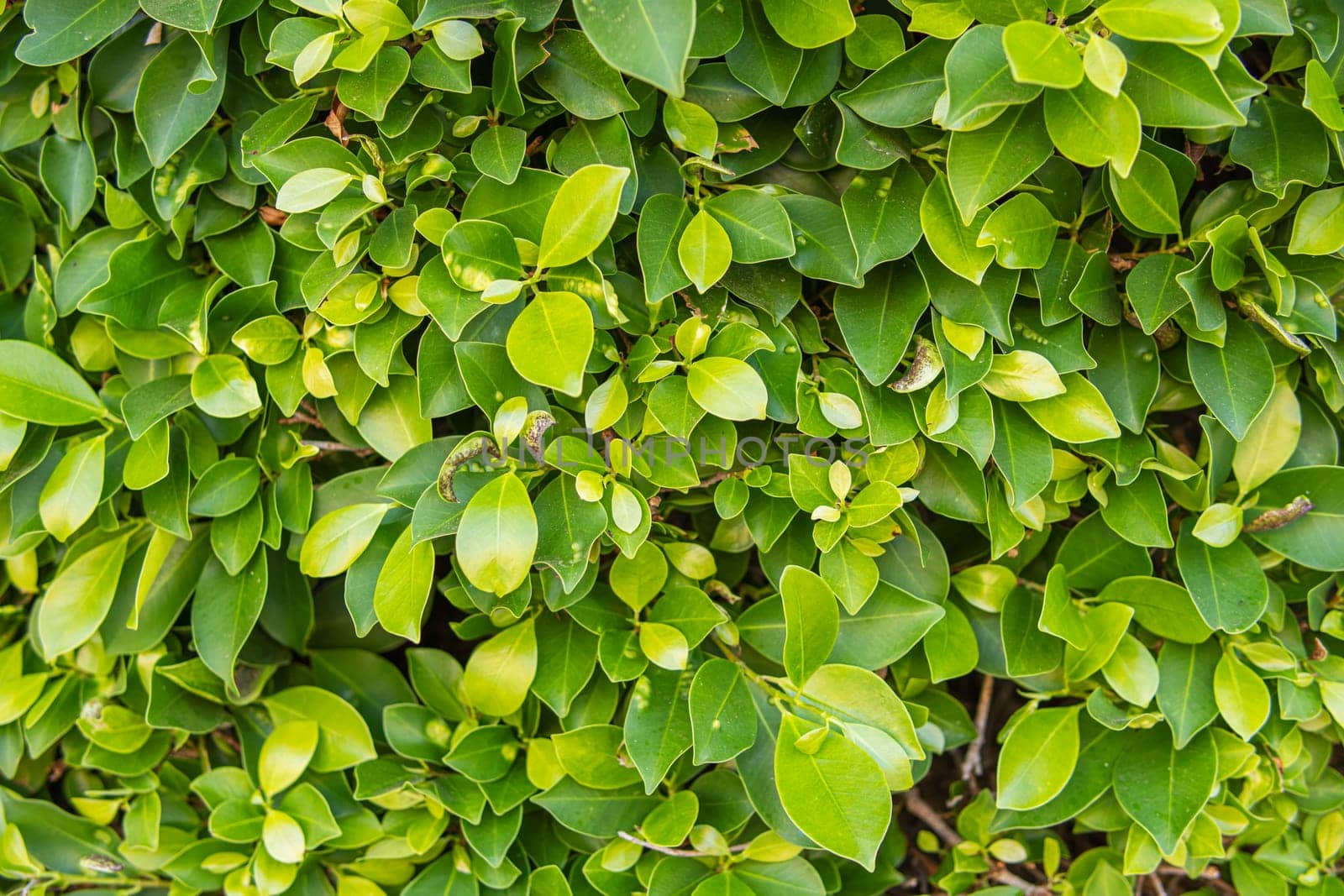 green wall close-up.Background for a screensaver with a place by PopOff