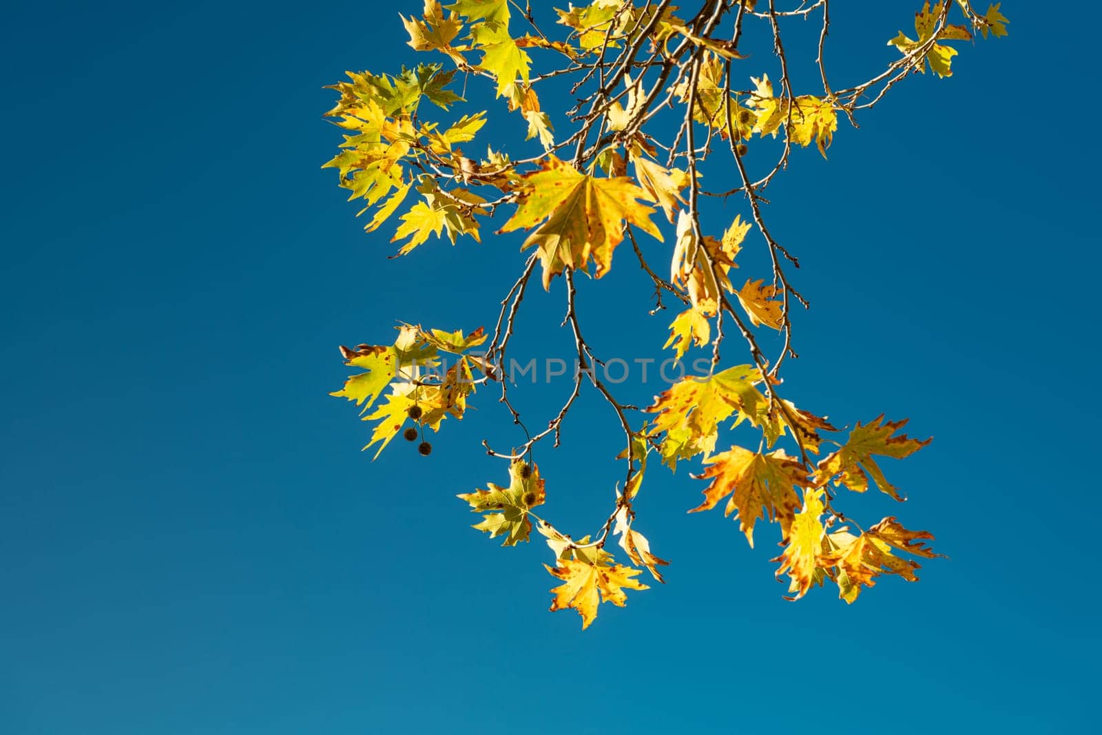Yellowed leaves of plane tree in front of blue sunny sky in autumn