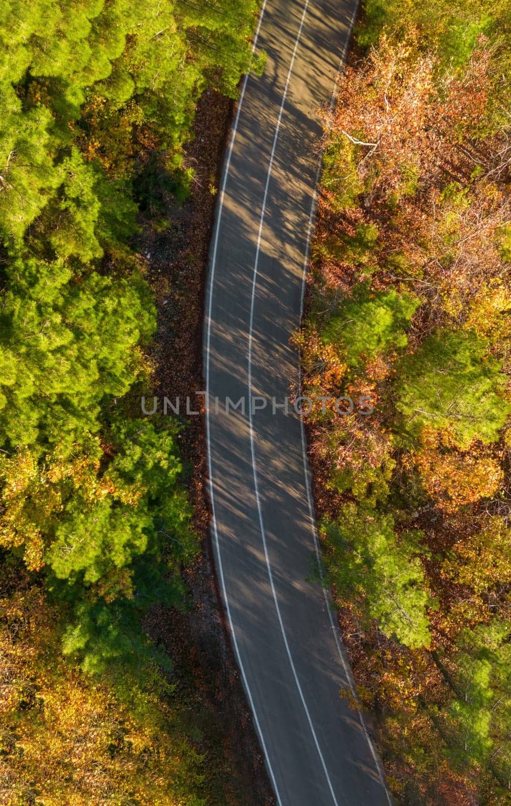Aerial view of forest road with pine trees on both sides in autumn by Sonat