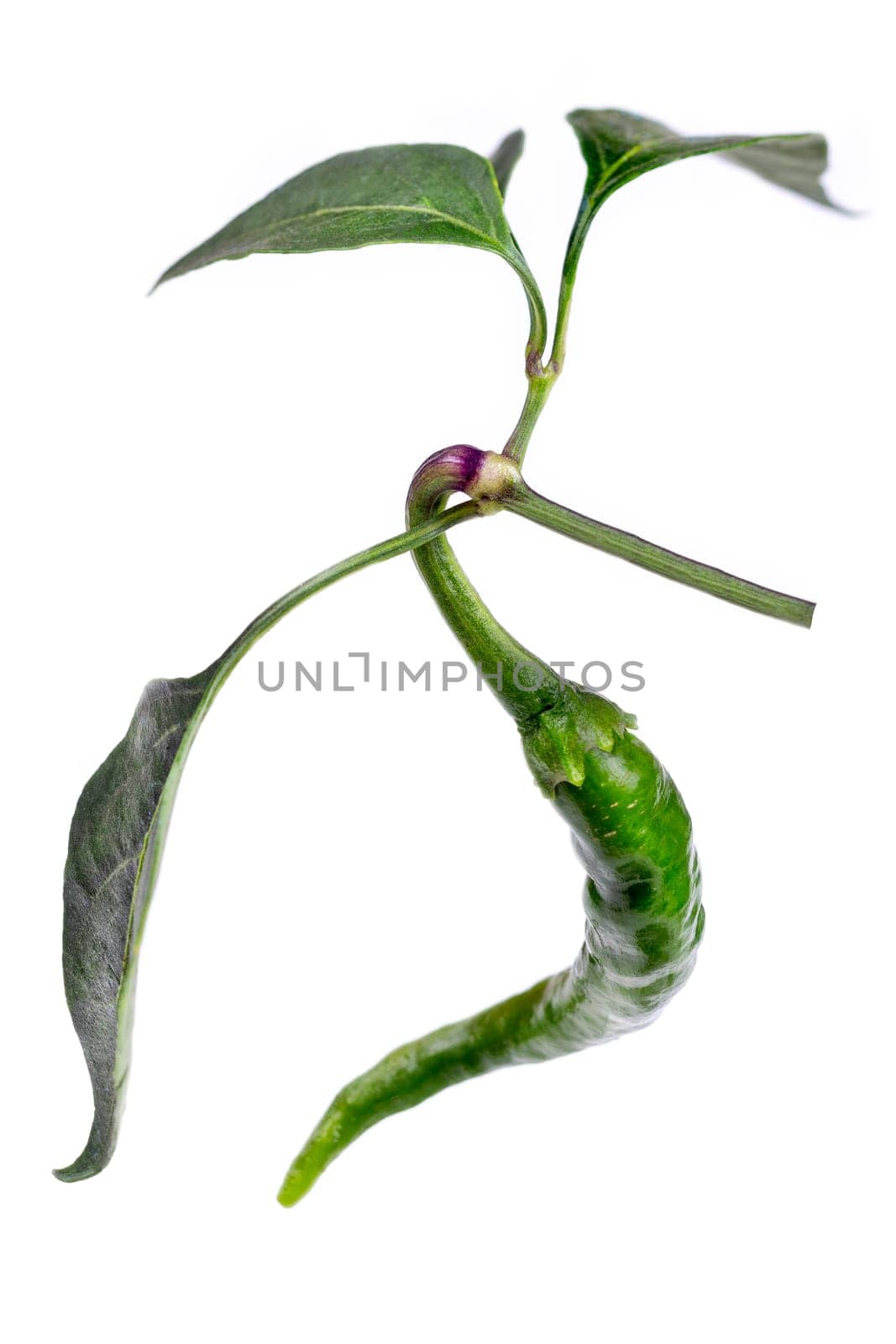 Fresh chili or chilli cayenne pepper isolated on white background cutout