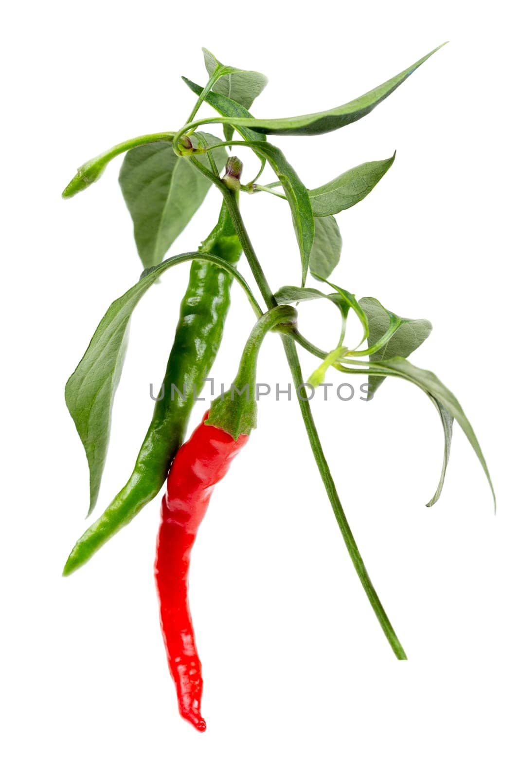 red and green chili or chilli cayenne pepper isolated on white background cutout by JPC-PROD
