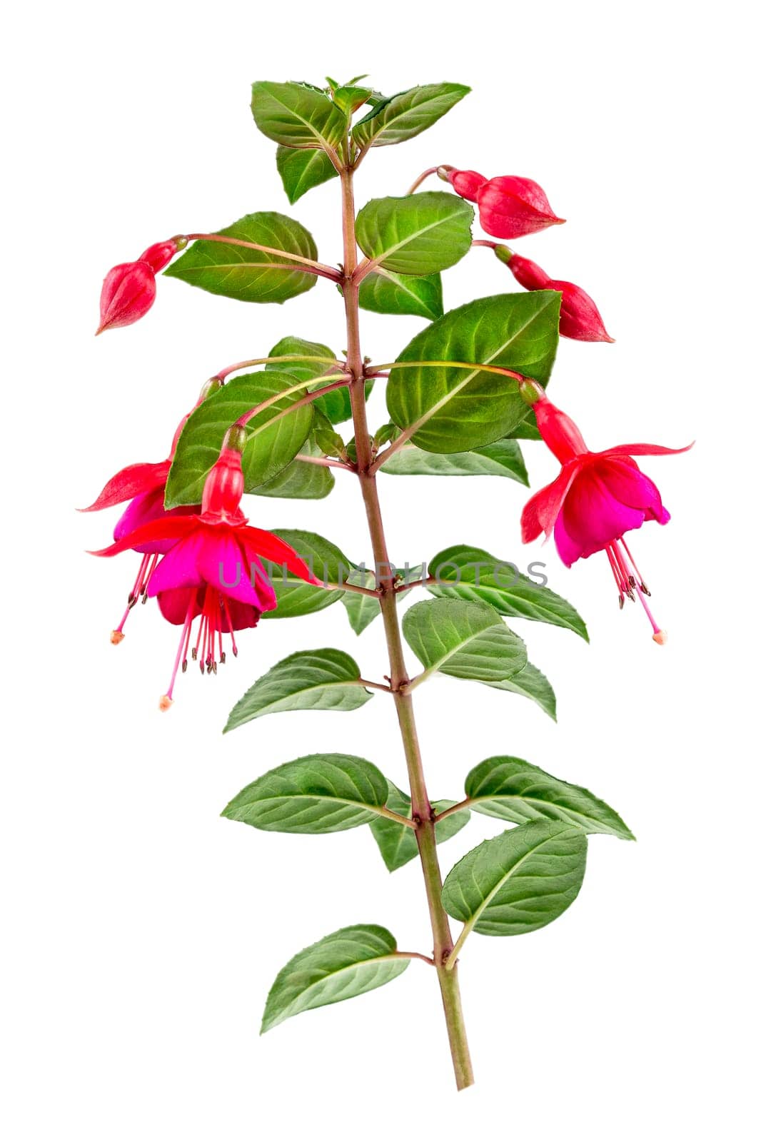 Fuchsia triphylla flower on a white background