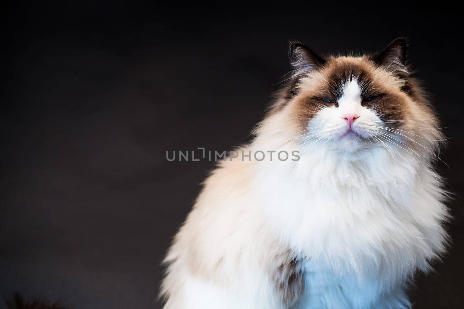 Beautiful young healthy Ragdoll cat isolated on a black background. High quality photo