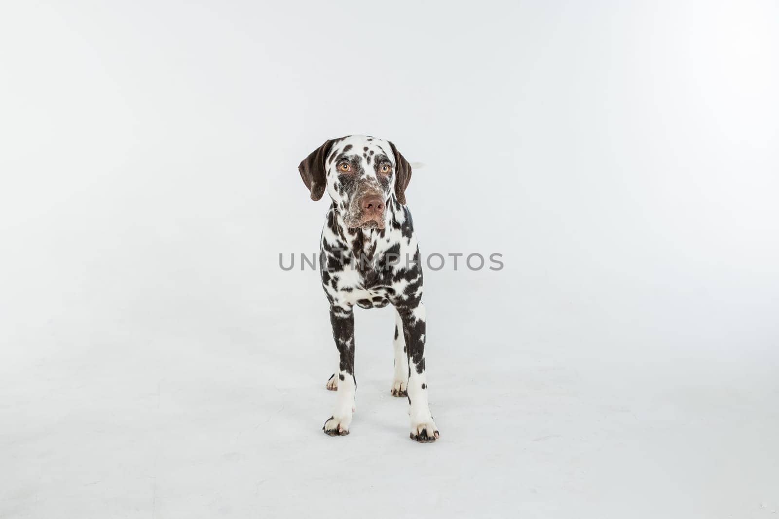 Dalmatian dog portrait with tongue out on white background. Dog looks left. Copy space