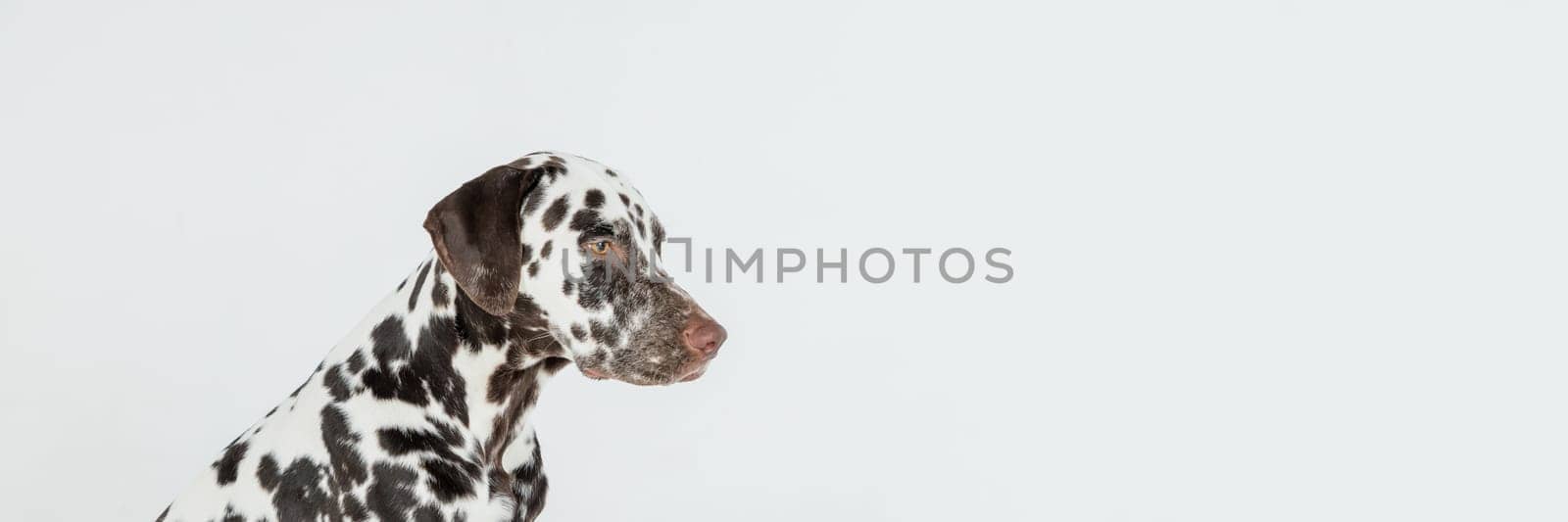 Dalmatian dog portrait with tongue out on white background. Dog looks left. Copy space