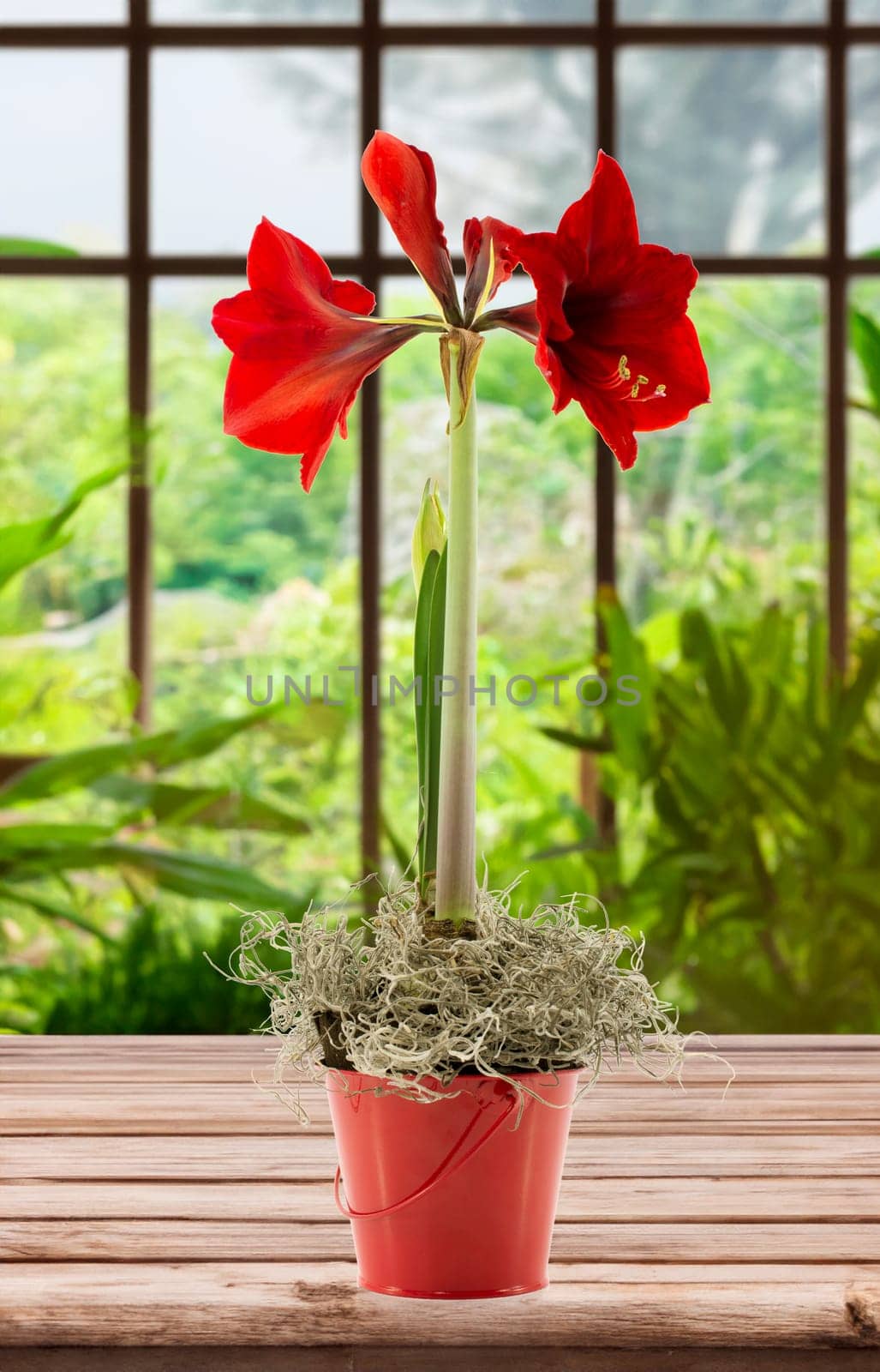 red amaryllis flower with garden view background