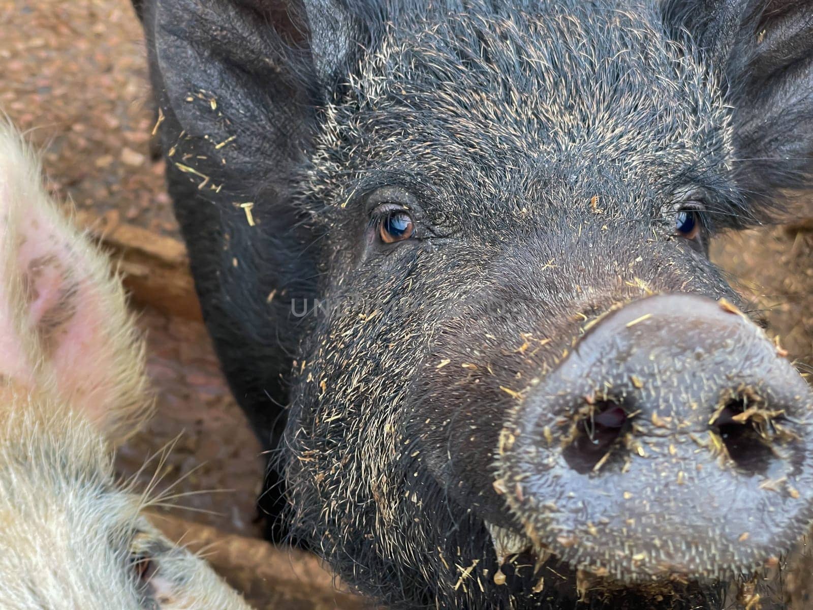 the muzzle of a wild boar animal in the forest hrundel