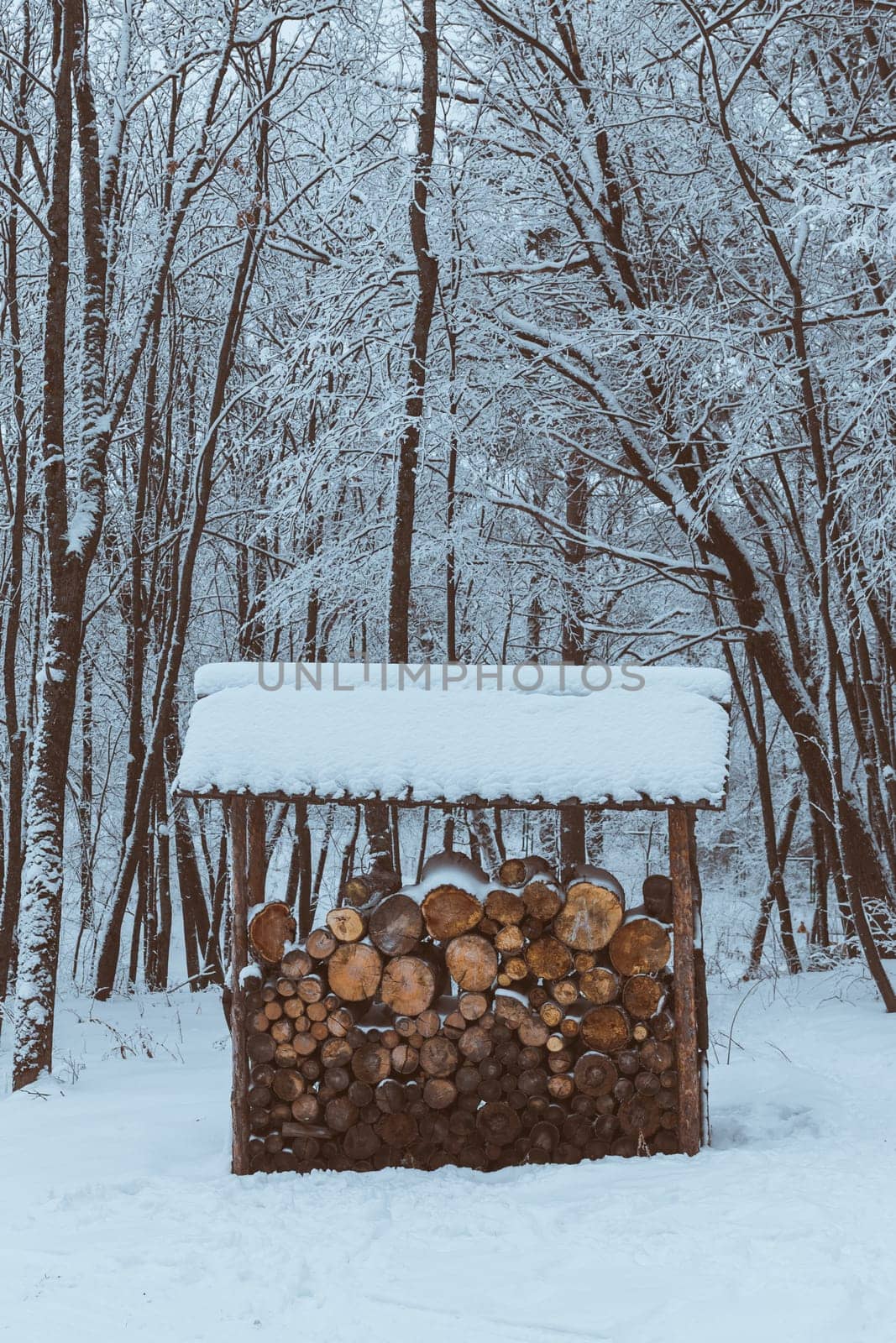 Woodpile with firewood in the winter forest