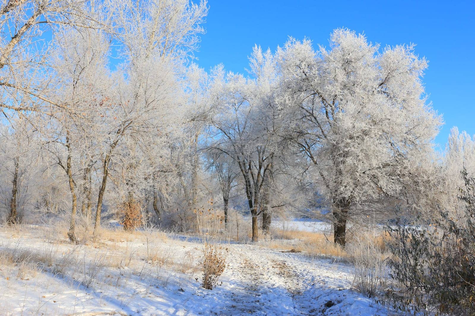 Winter path to the forest with trees in frost