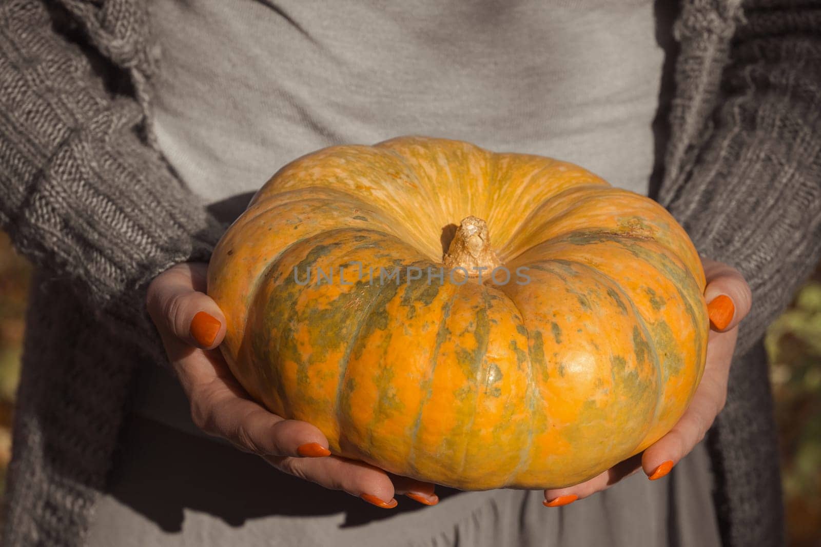 A woman gives a ripe orange round pumpkin