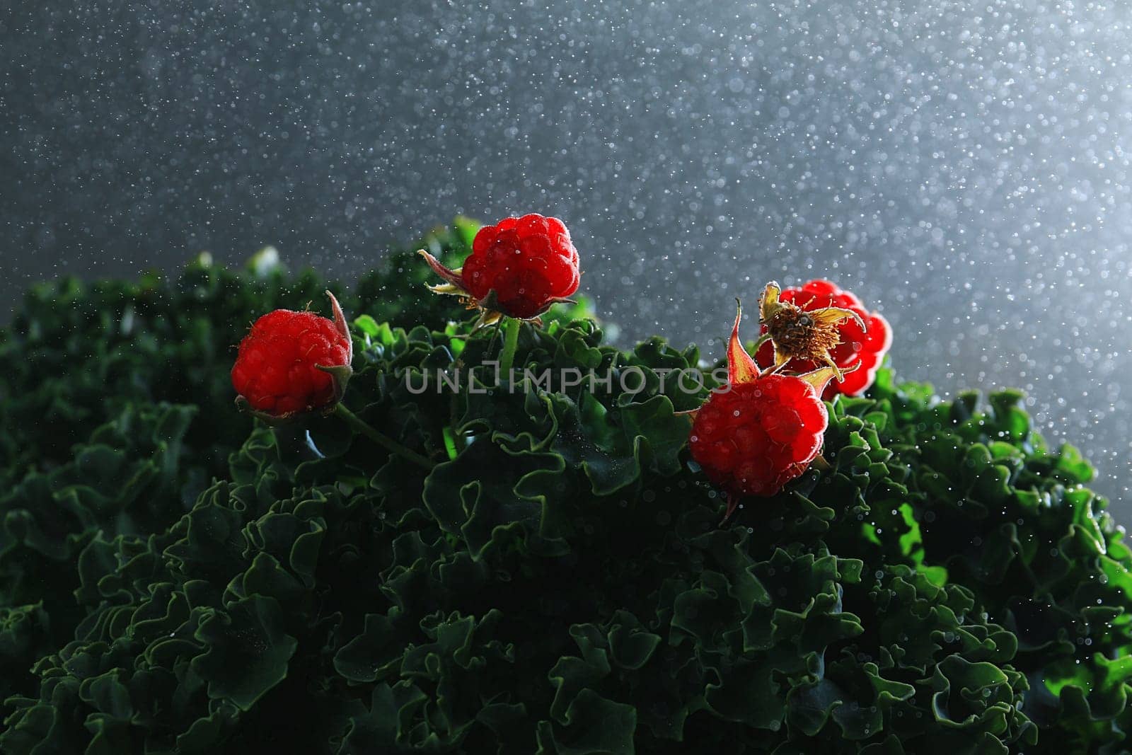 Red raspberries on the cabbage leaves in the rain