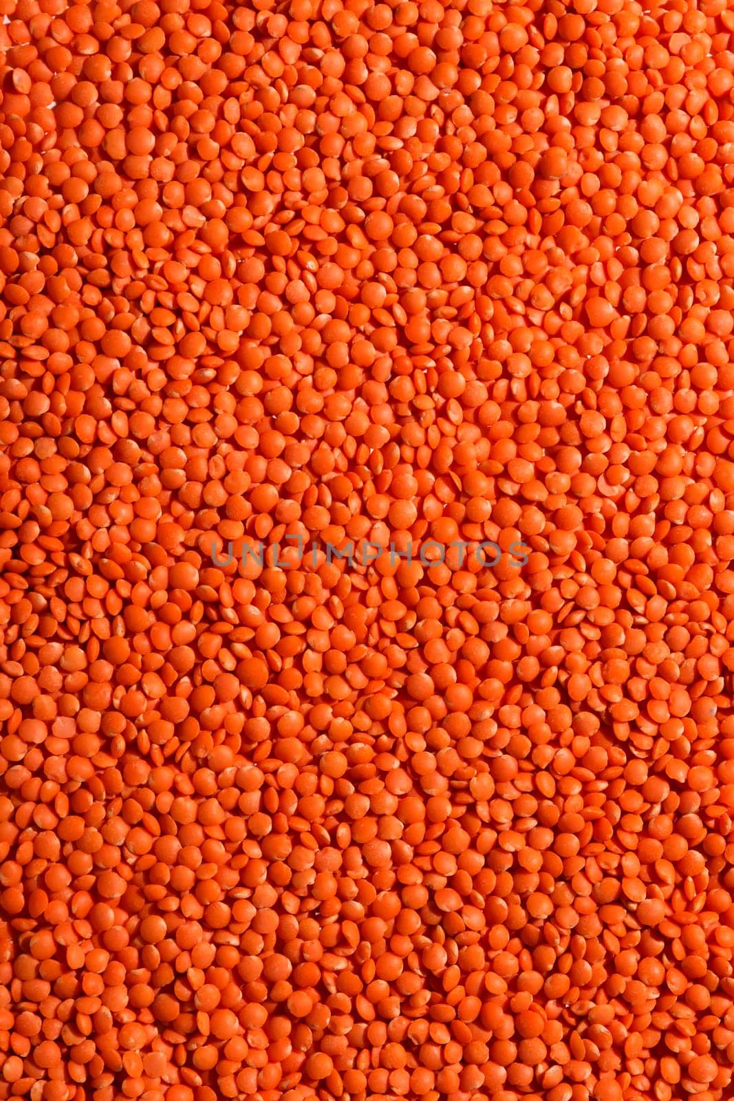 Red edible lentils for the whole frame