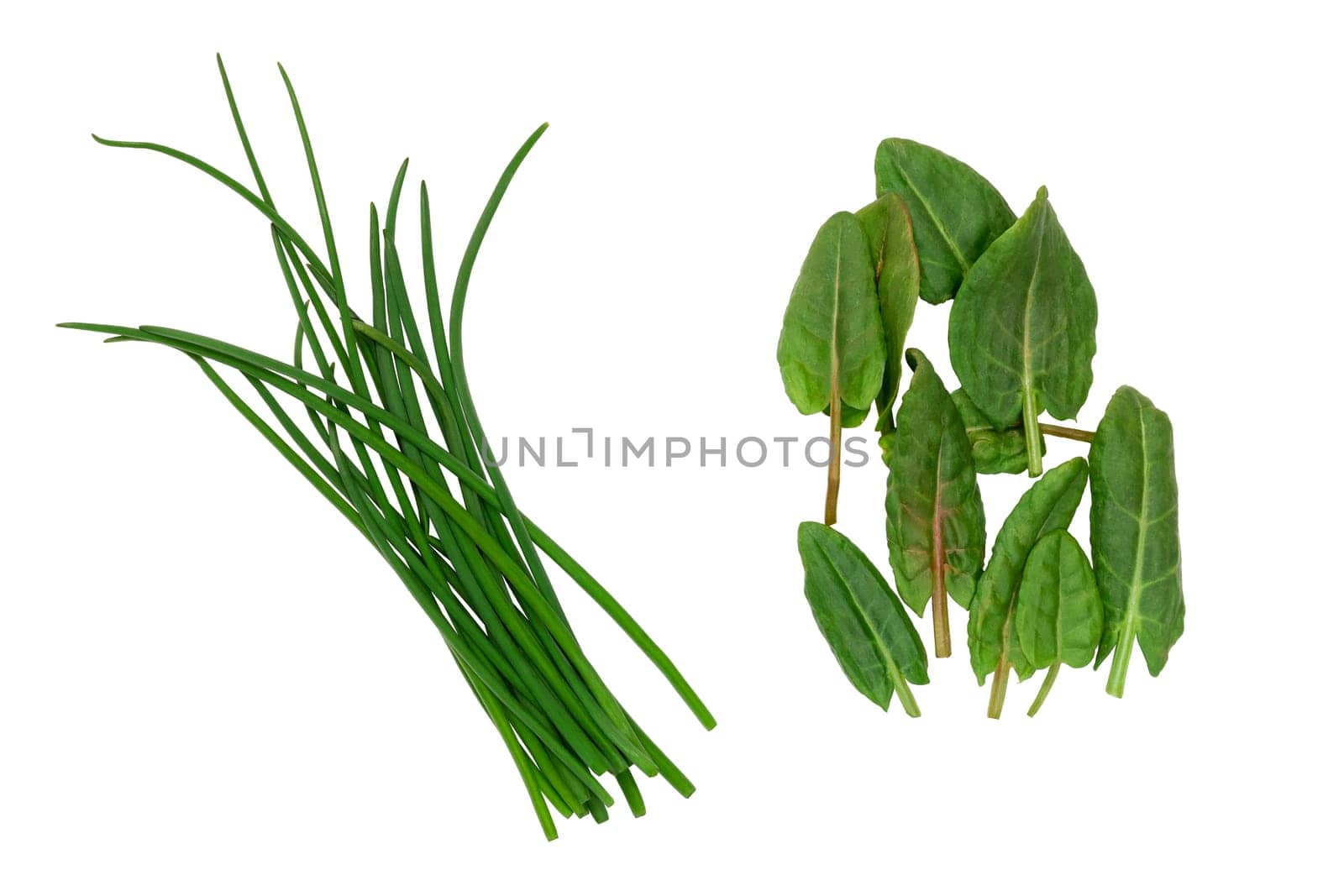 Fresh onion and spinach leaves on an isolated white background. They are used for cooking various dishes