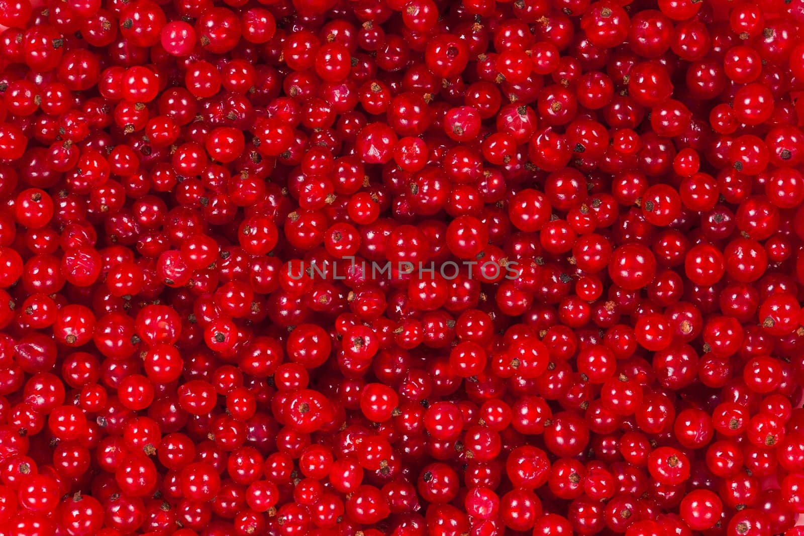 Ripe red currant berries for the whole frame close-up