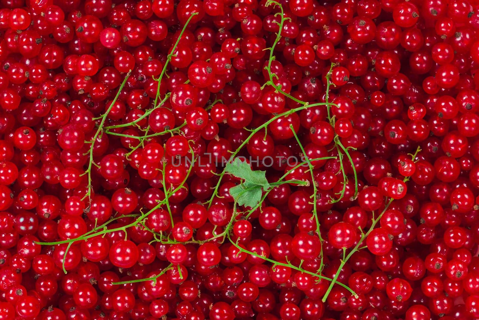 Ripe red currant berries with green twigs for the whole frame