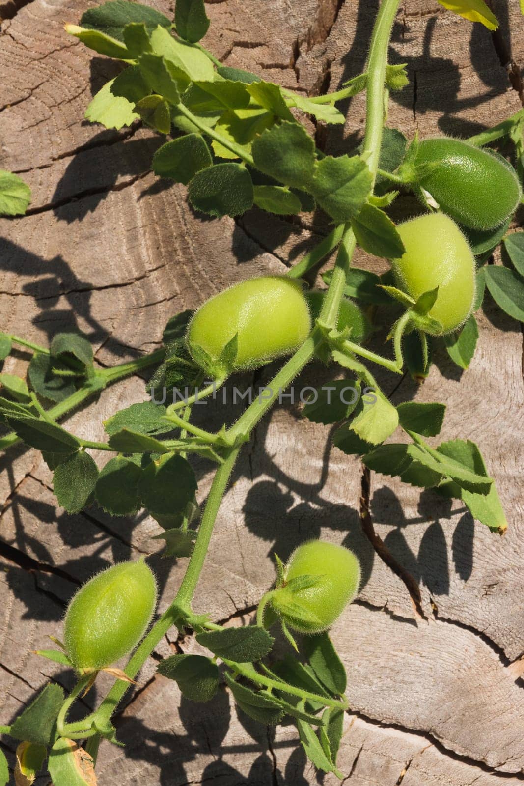Green chickpea pods on a branch on a wooden background by ElenaNEL