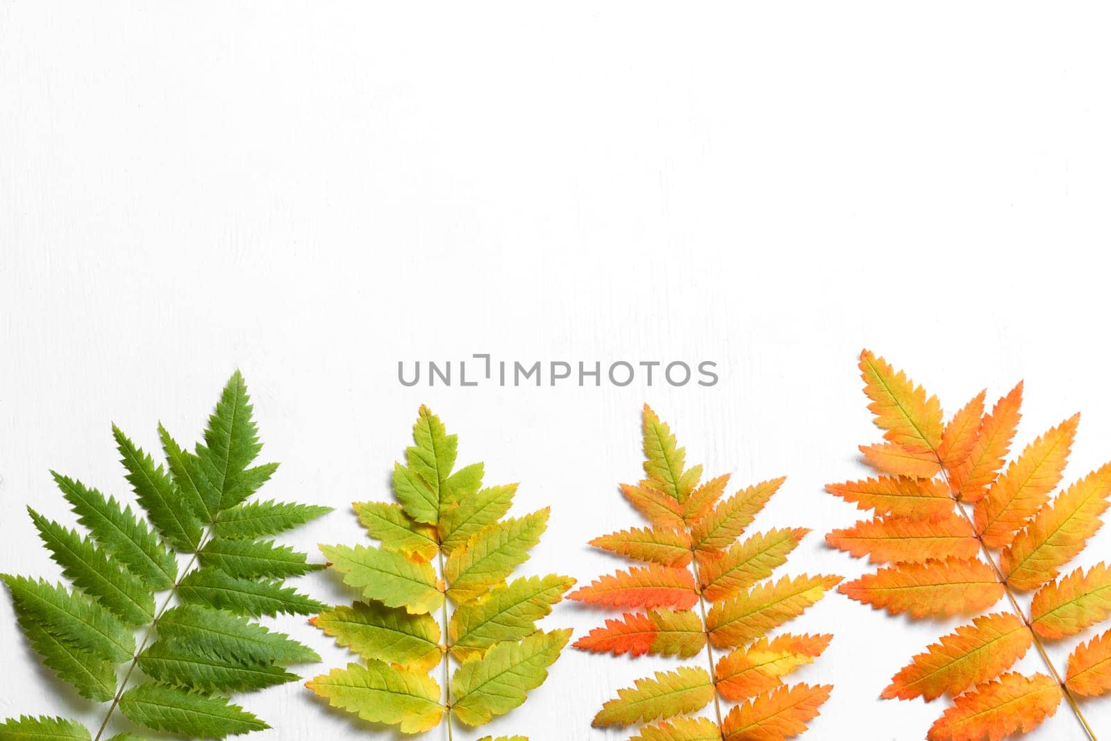 Leaves from green to red are well suited for autumn decorations. The leaves are located at the bottom on a white background. Image with copy space