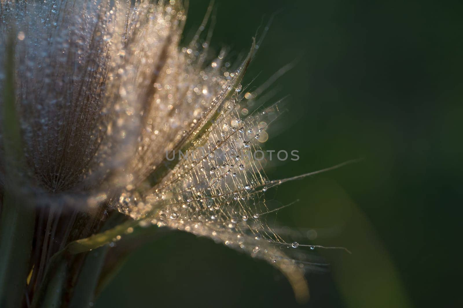 Tragopogon pseudomajor. Big dandelion by ElenaNEL