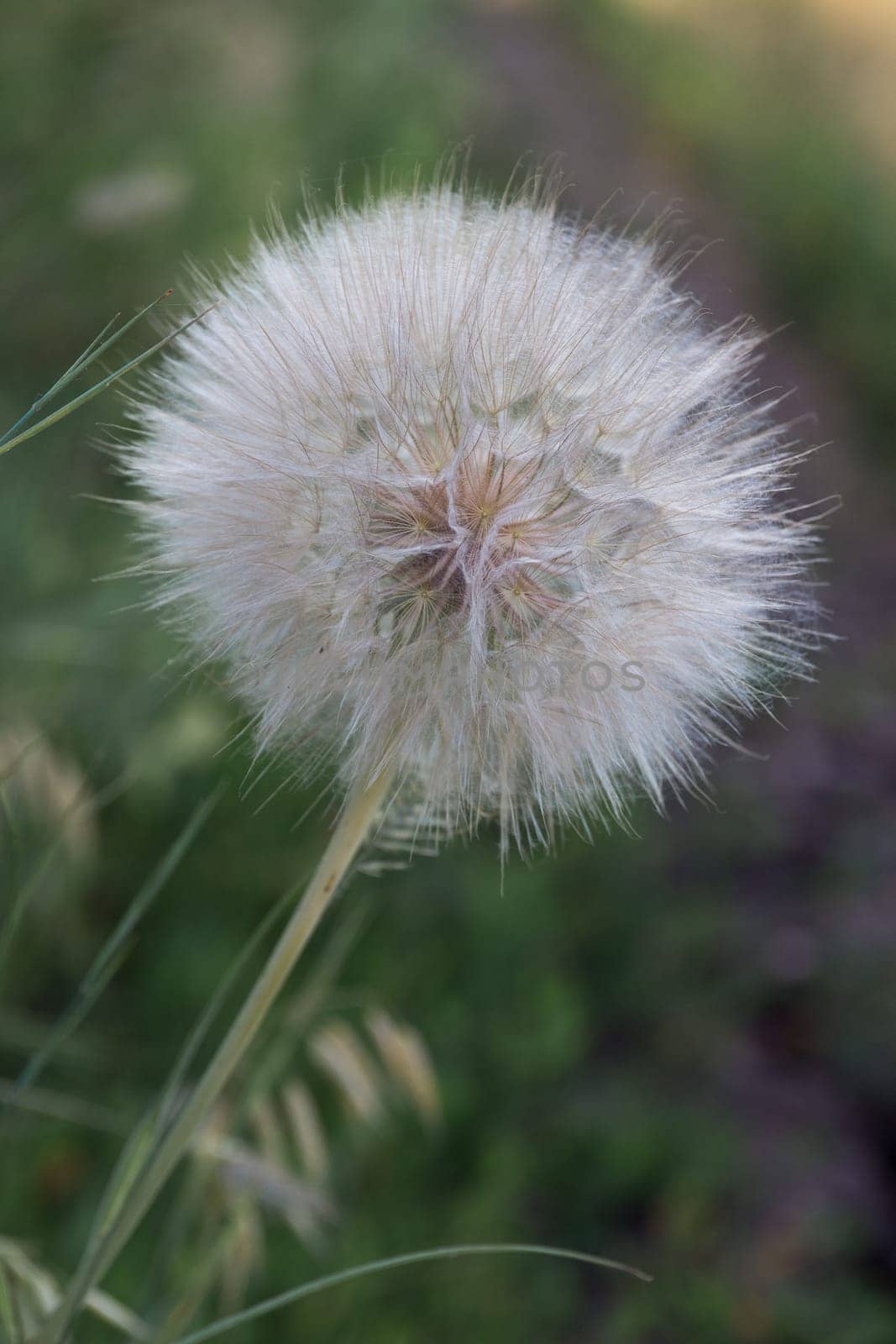 Tragopogon pseudomajor (козлобородник). Big dandelion