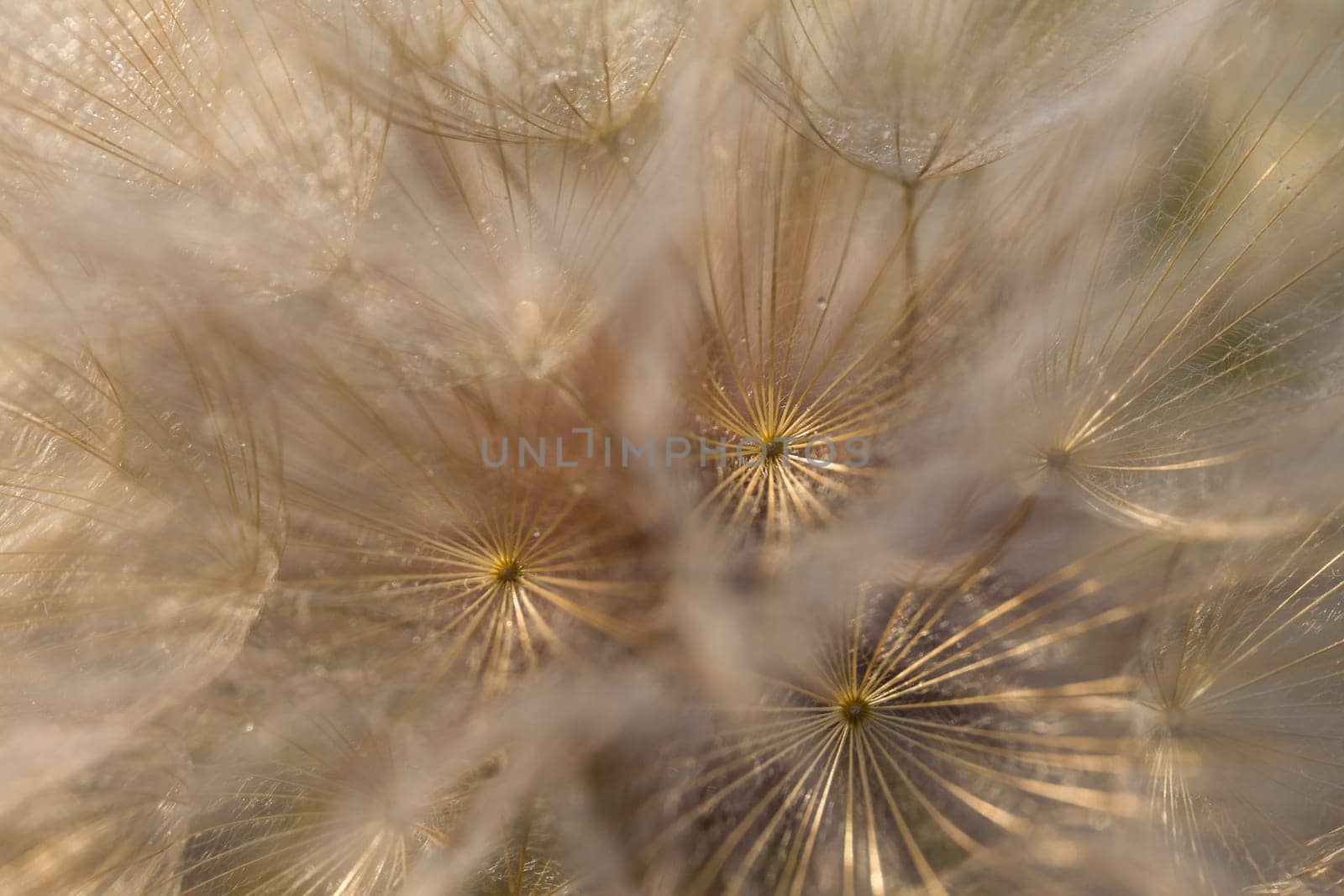 Tragopogon pseudomajor (козлобородник). Big dandelion