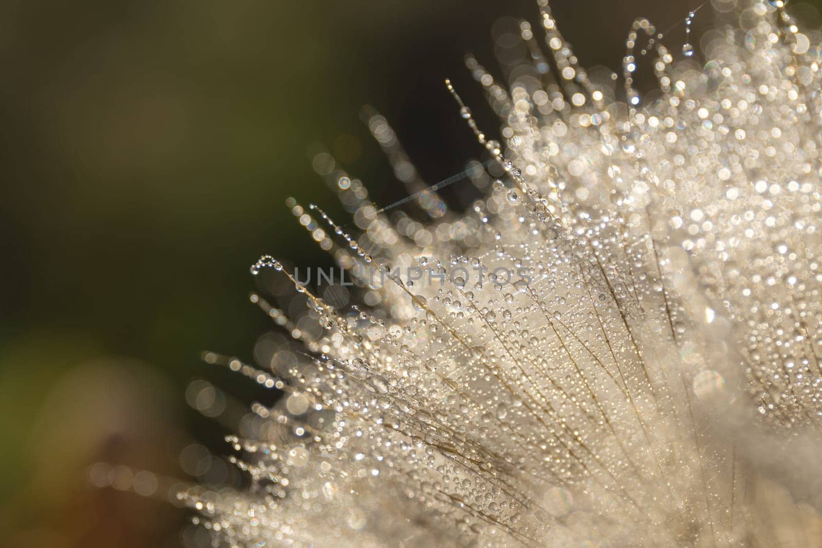 Tragopogon pseudomajor (козлобородник). Big dandelion