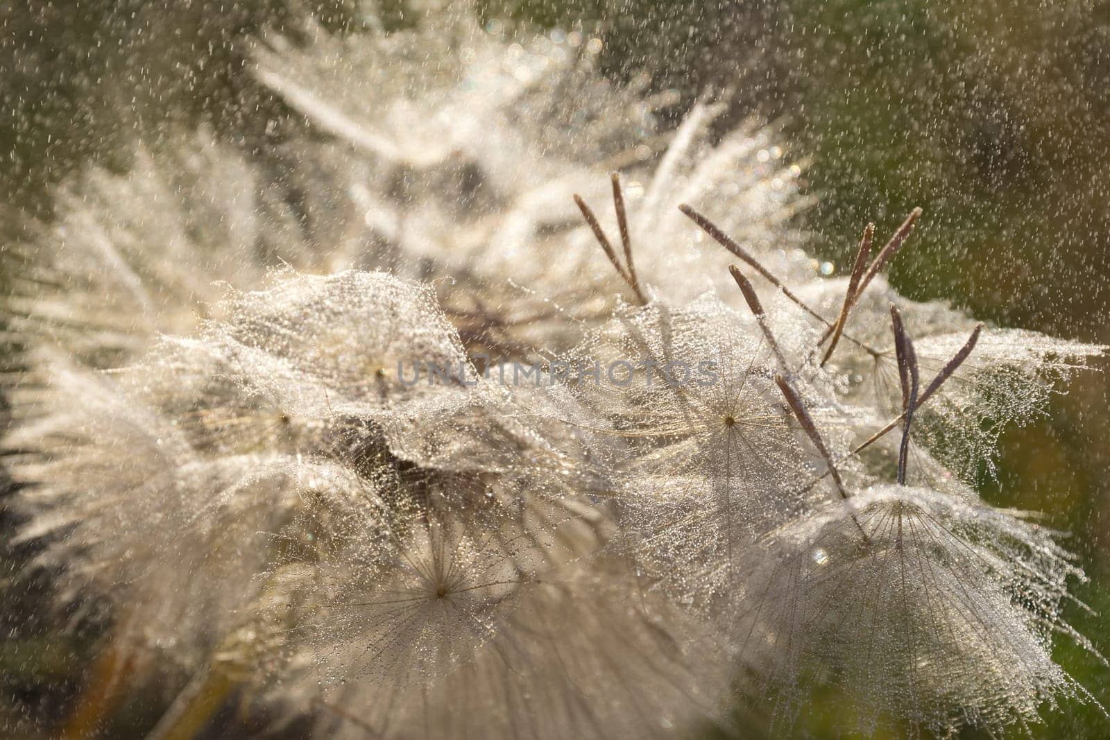 Tragopogon pseudomajor (козлобородник). Big dandelion