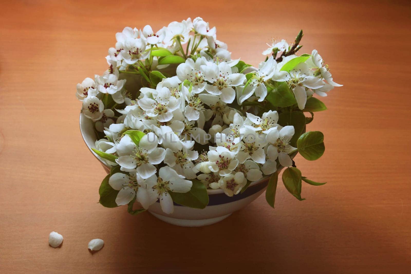 Still life with pear flowers in a white bowl on the table