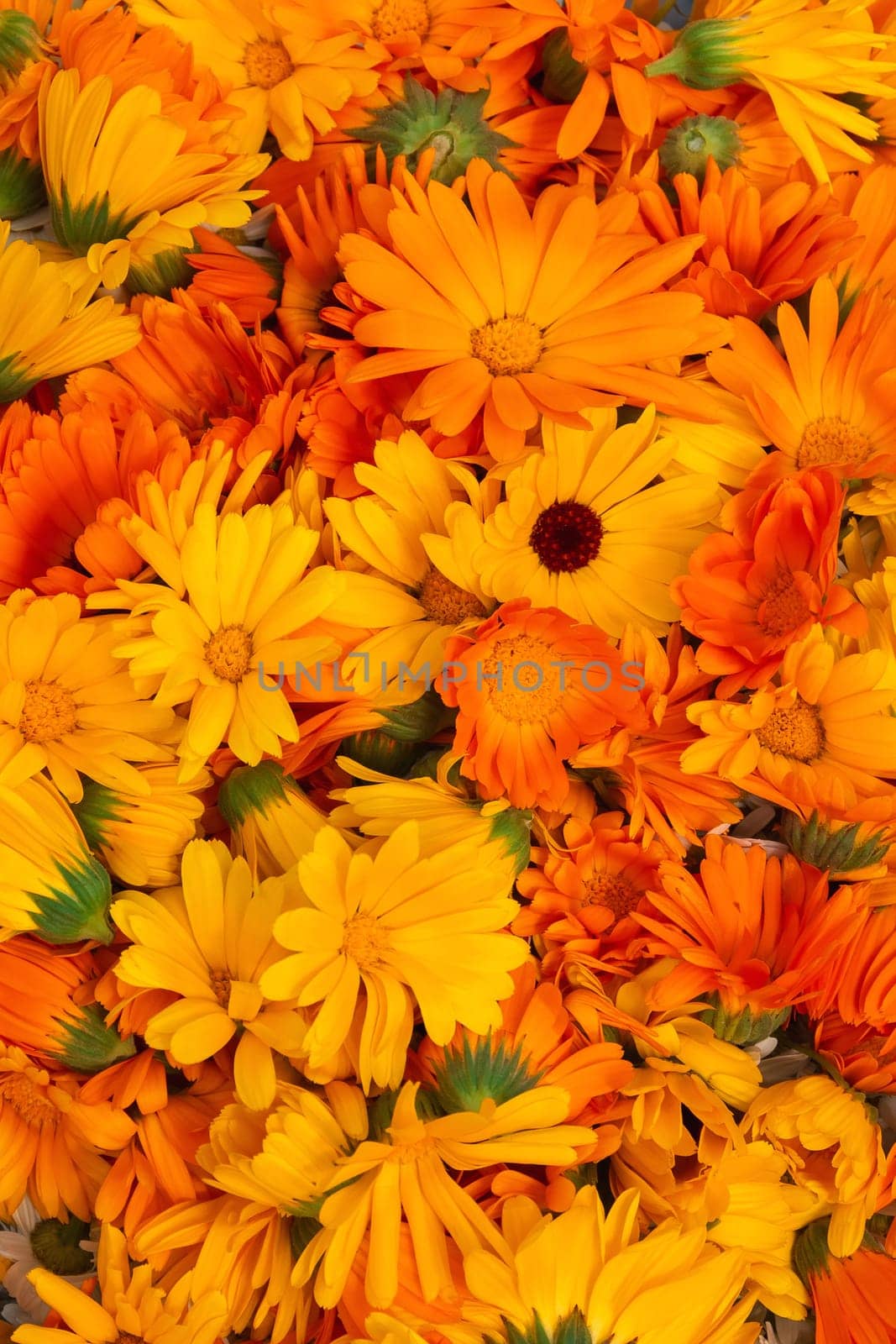 Bright orange flowers of calendula close-up. Herbalism as an alternative medicine