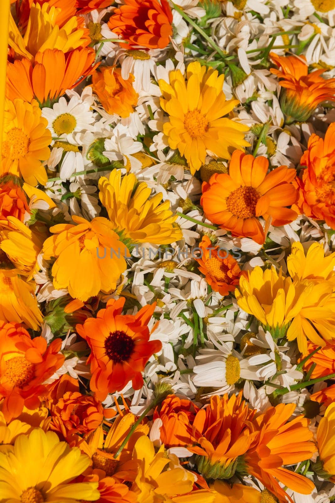 Bright orange flowers of calendula and white chamomile close-up. Herbalism as an alternative medicine
