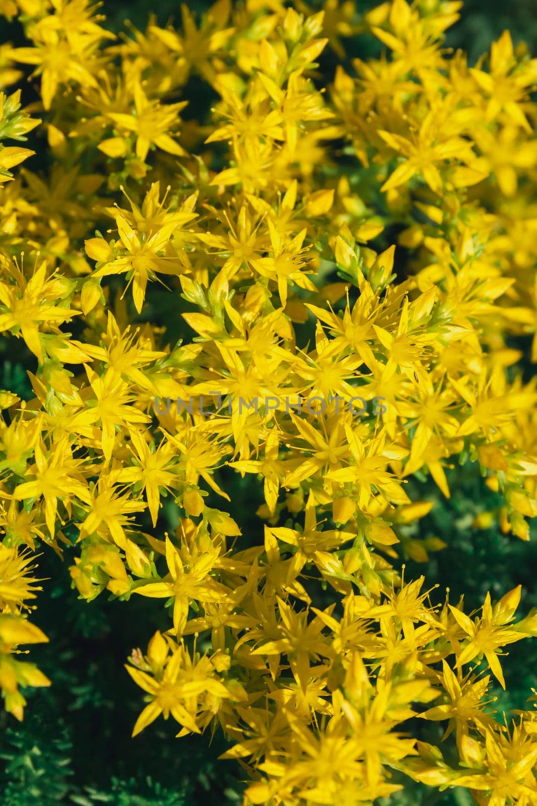 Beautiful bright yellow flowers in the form of stars close-up. Ochitok acrid is a perennial herbaceous succulent plant