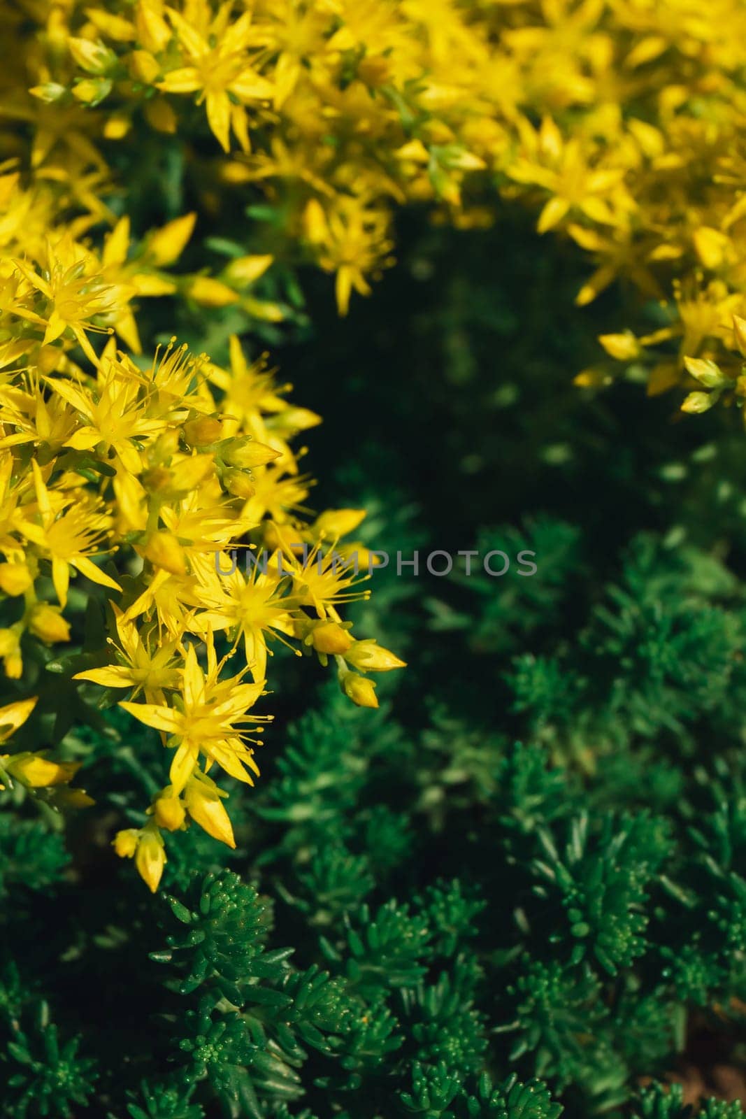 Beautiful yellow flowers in the form of stars with green leaves. Ochitok acrid is a perennial herbaceous succulent plant