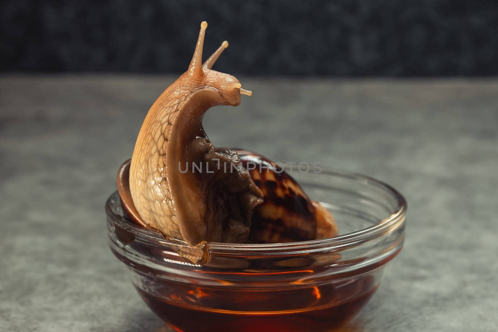 Adult snail Achatina in a bowl with herbal decoction. Therapeutic, regenerating bath for a pet