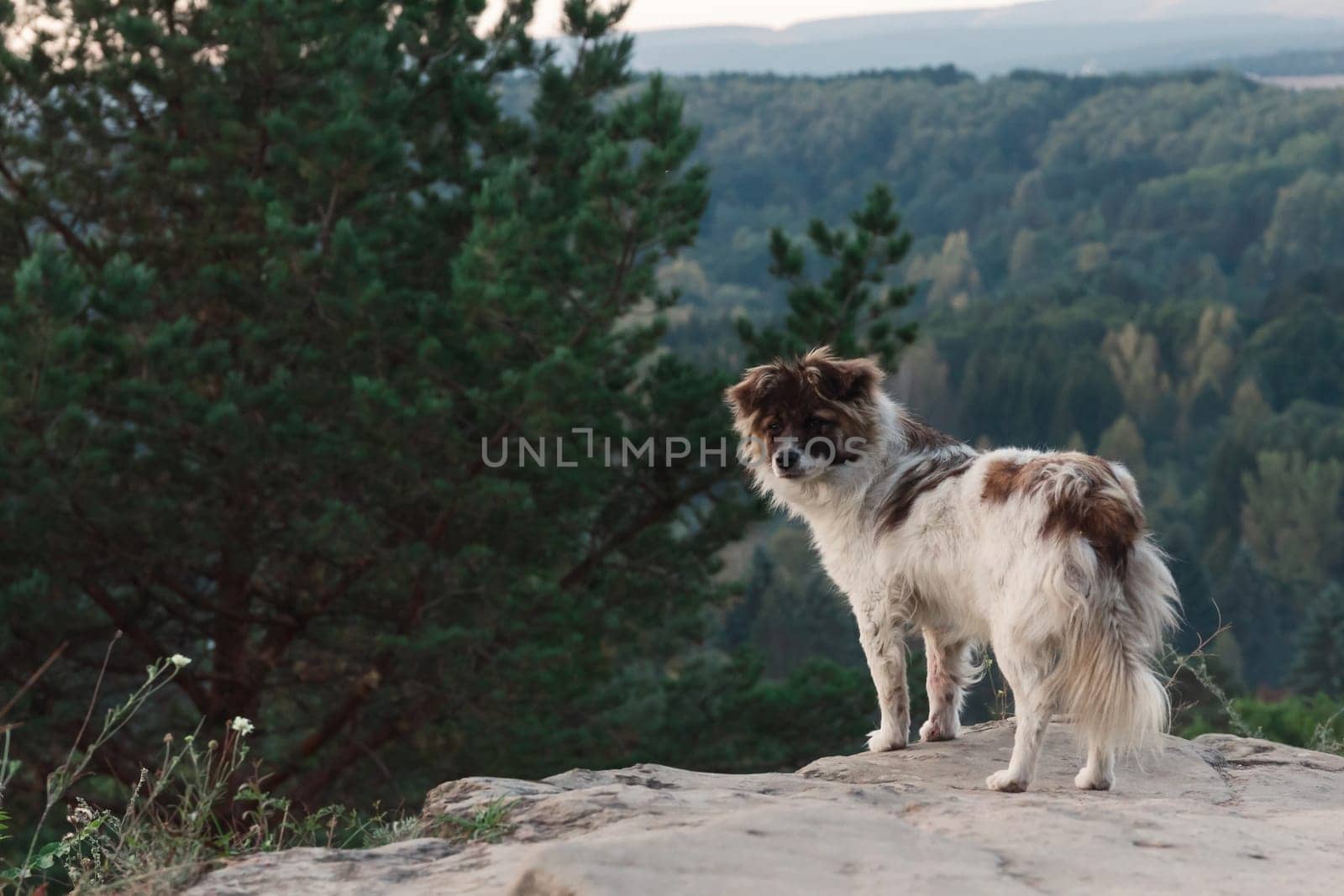 A wild dog stands at dawn on the mountainside and looks into the camera