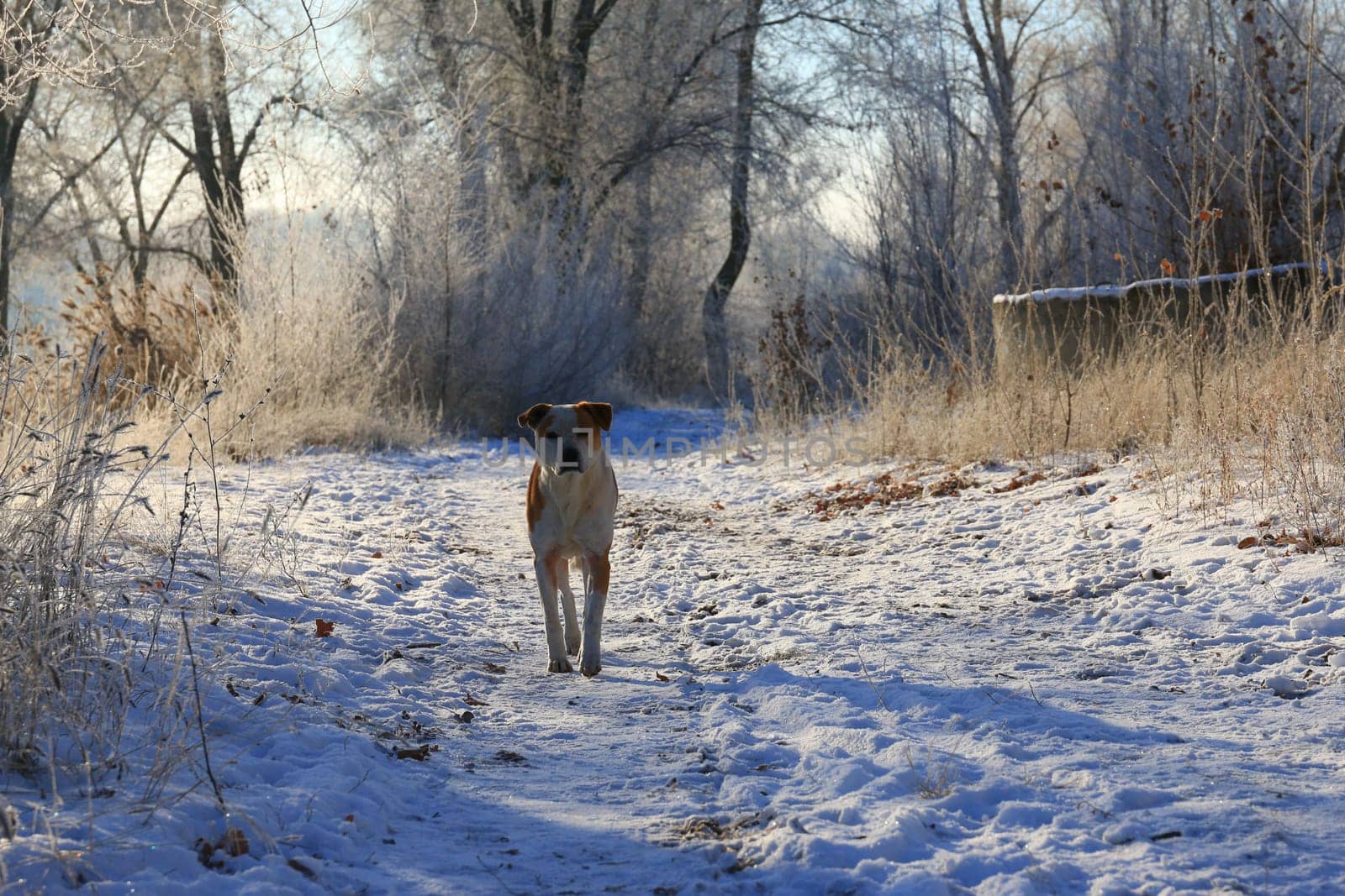 Dog stands on a forest trail on a winter morning