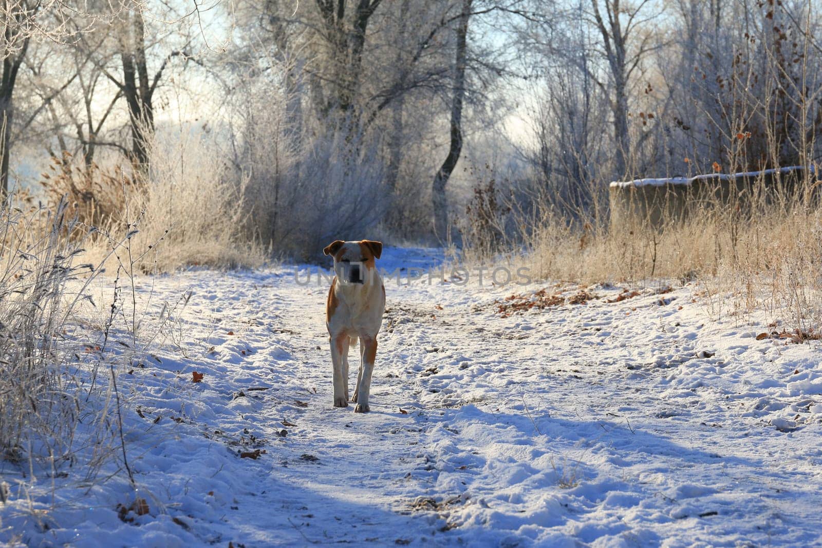 Dog stands with his eyes closed on a forest path in winter