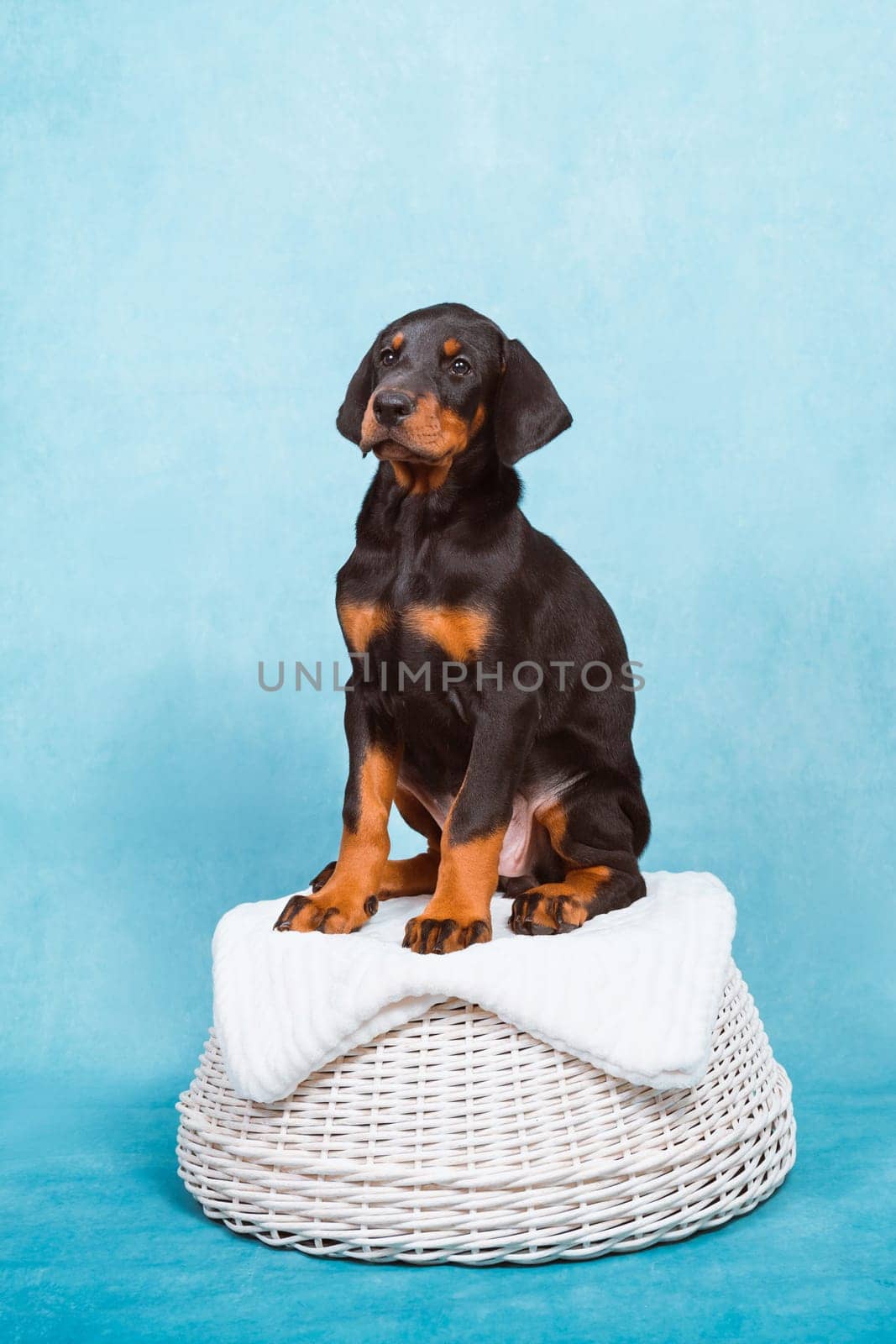 A Doberman puppy sits on a basket on a blue background. Beautiful dog stance